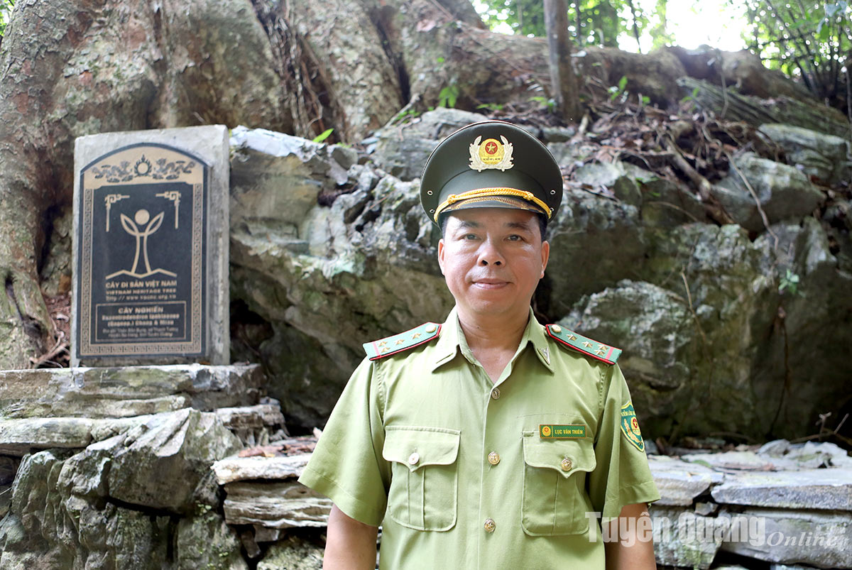 Khu rừng ở Tuyên Quang có 2 cây cổ thụ 1.000 năm tuổi như báu vật, sễnh ra là dân lo bị chặt trộm- Ảnh 2.