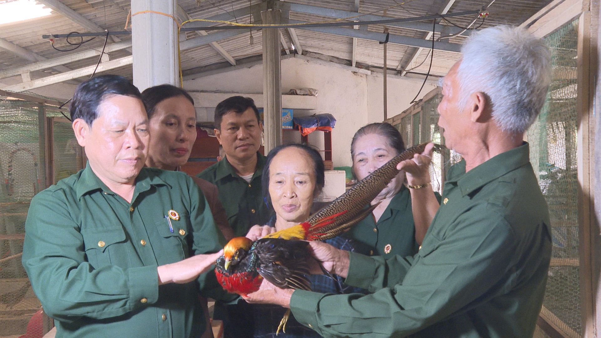 Nuôi chim trĩ, con vật có tên trong sách Đỏ, ông nông dân Hà Tĩnh bán 4-5 triệu đồng/cặp- Ảnh 2.