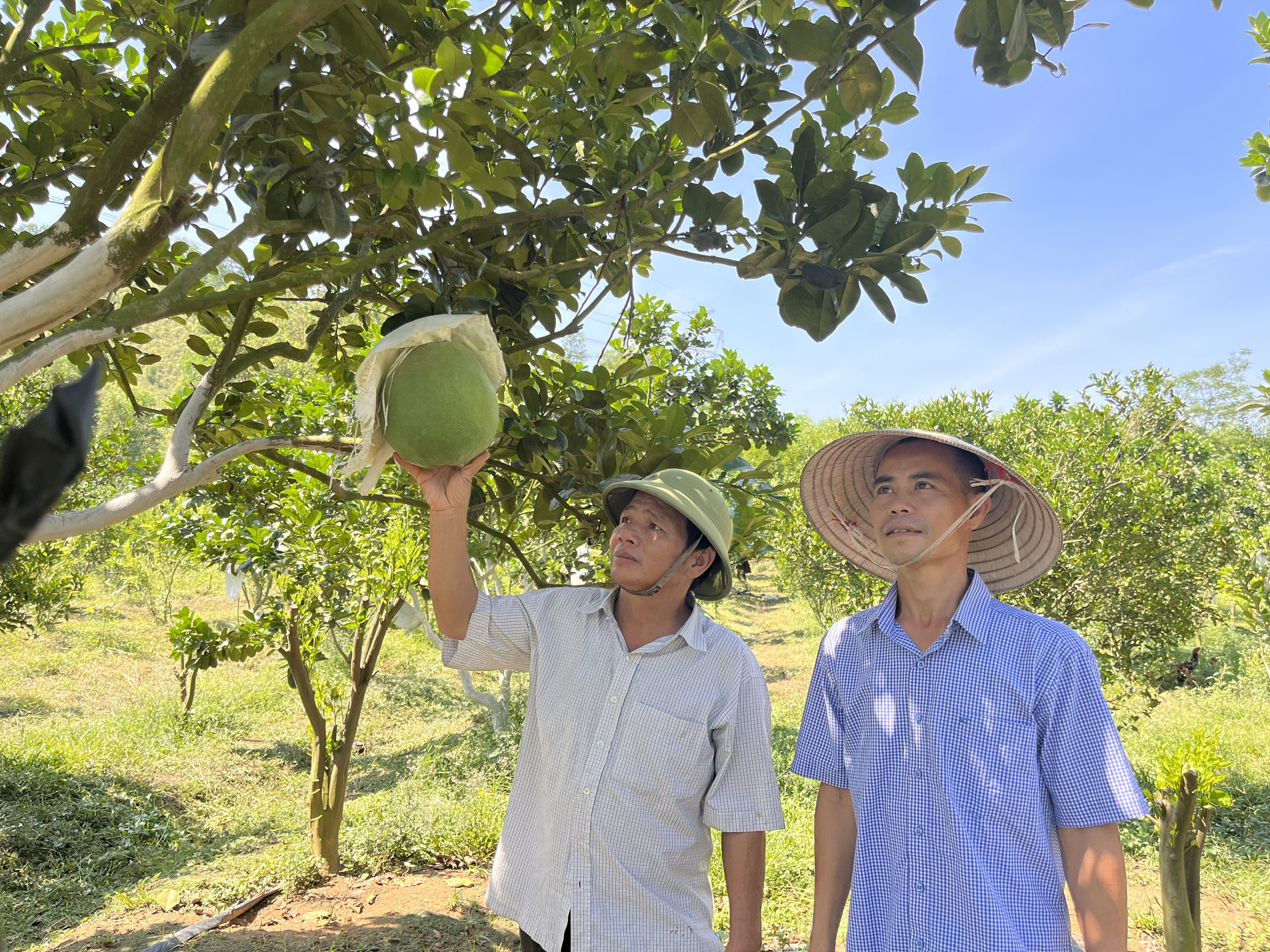 Trồng bưởi da xanh ra trái quanh năm, anh nông dân được Chủ tịch UBND tỉnh Bình Định tặng bằng khen- Ảnh 2.