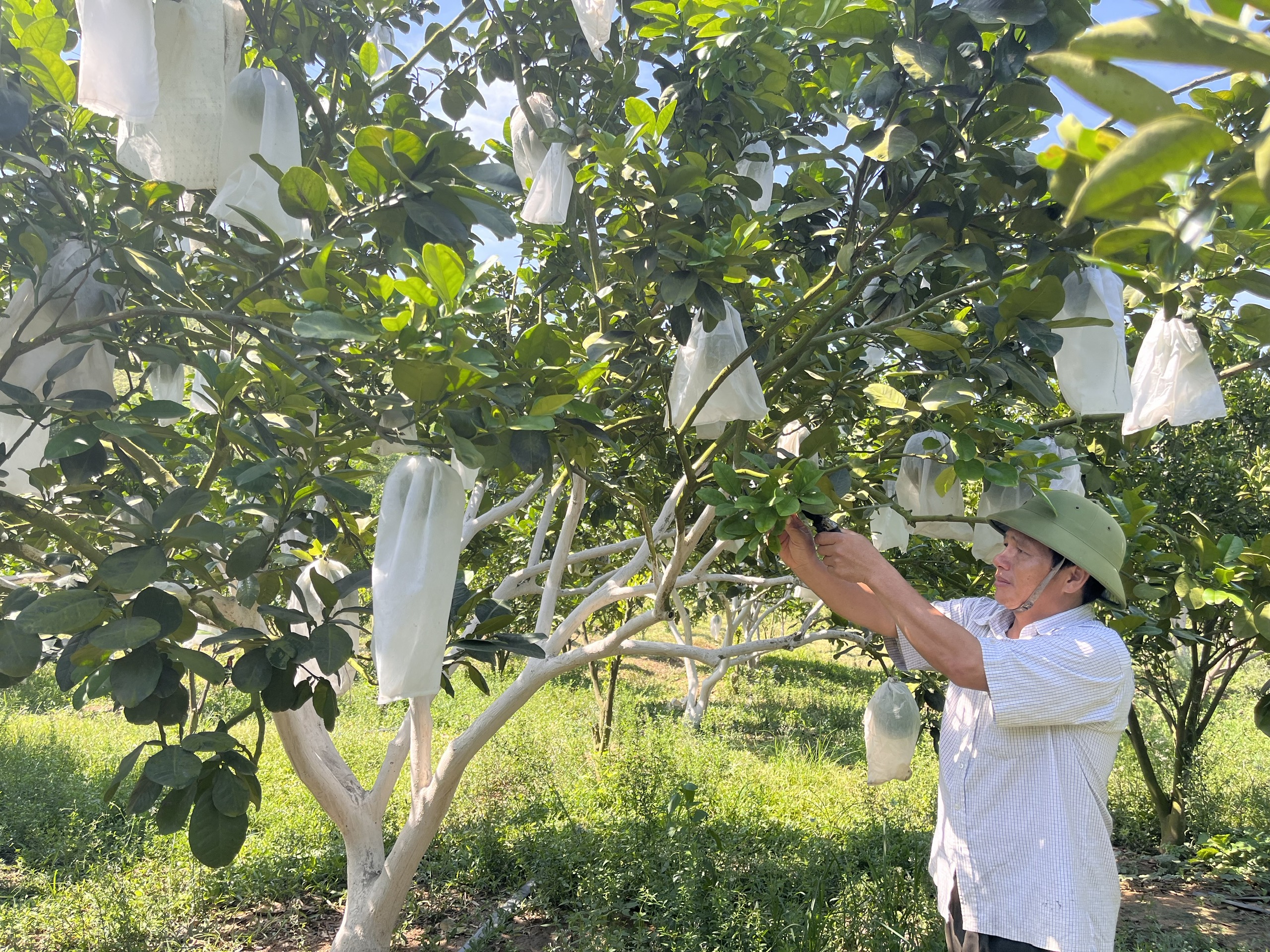 Trồng bưởi da xanh ra trái quanh năm, anh nông dân được Chủ tịch UBND tỉnh Bình Định tặng bằng khen- Ảnh 1.