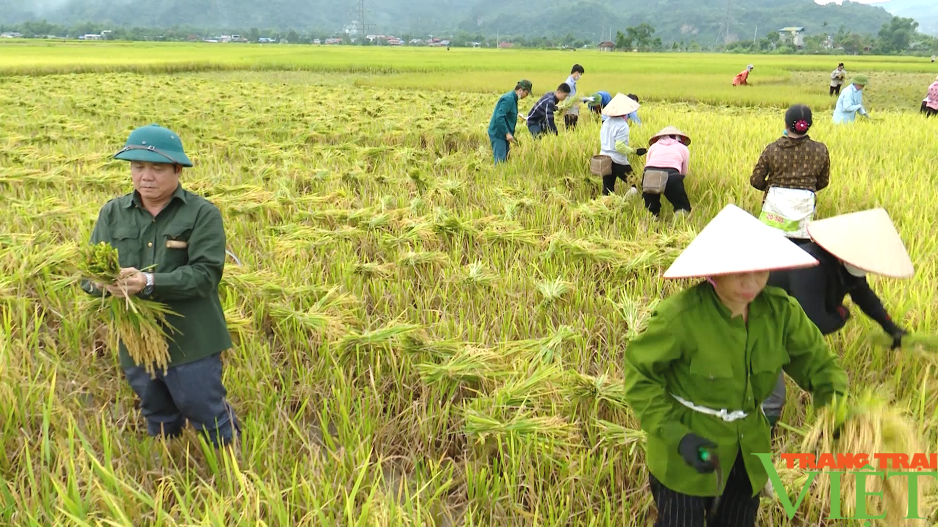 Sản xuất lúa hữu cơ gắn với mô hình “ruộng nhà mình” đem lại hiệu quả cao- Ảnh 3.