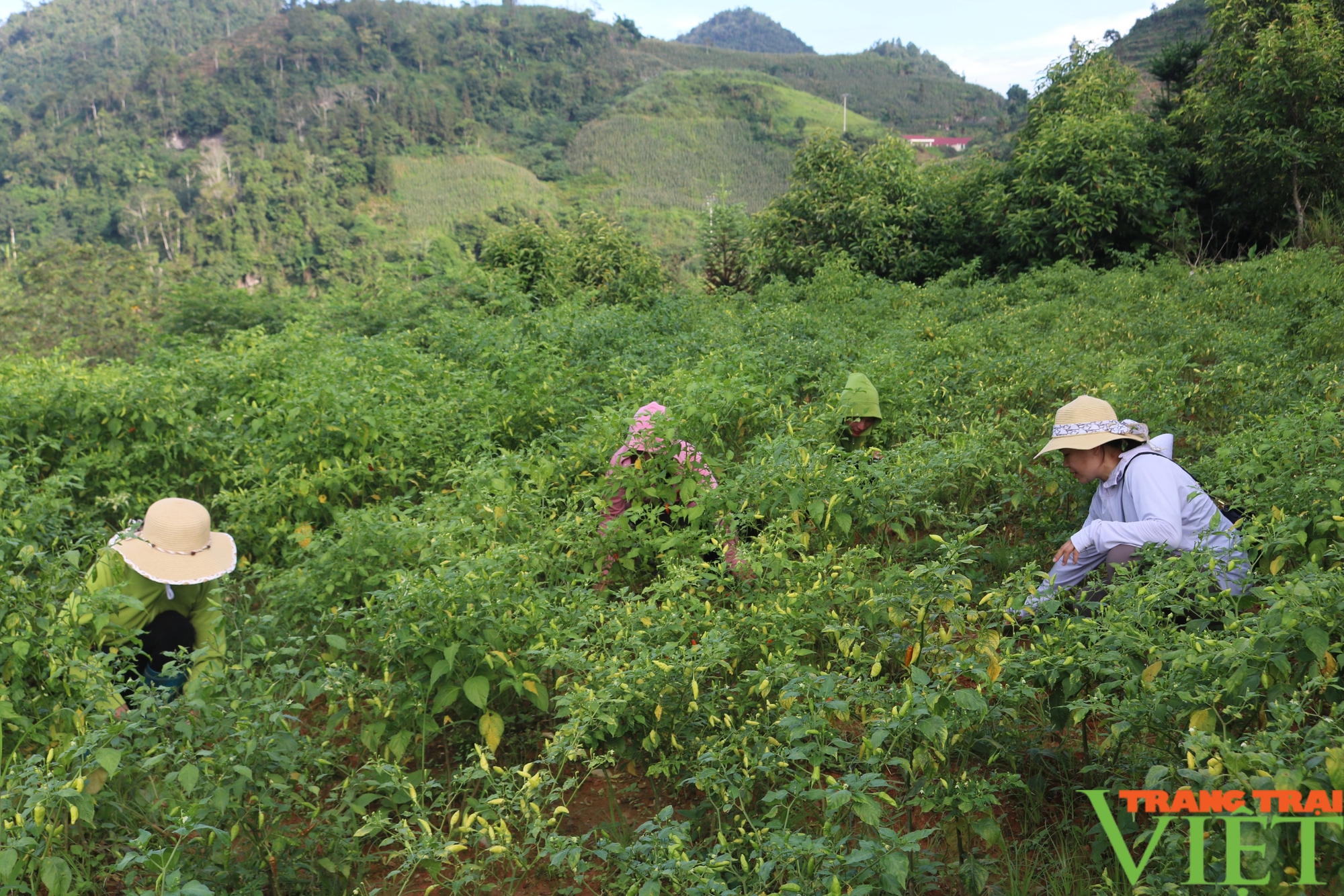 Lào Cai: Đưa thương hiệu ớt bản địa Mường Khương vươn xa- Ảnh 1.