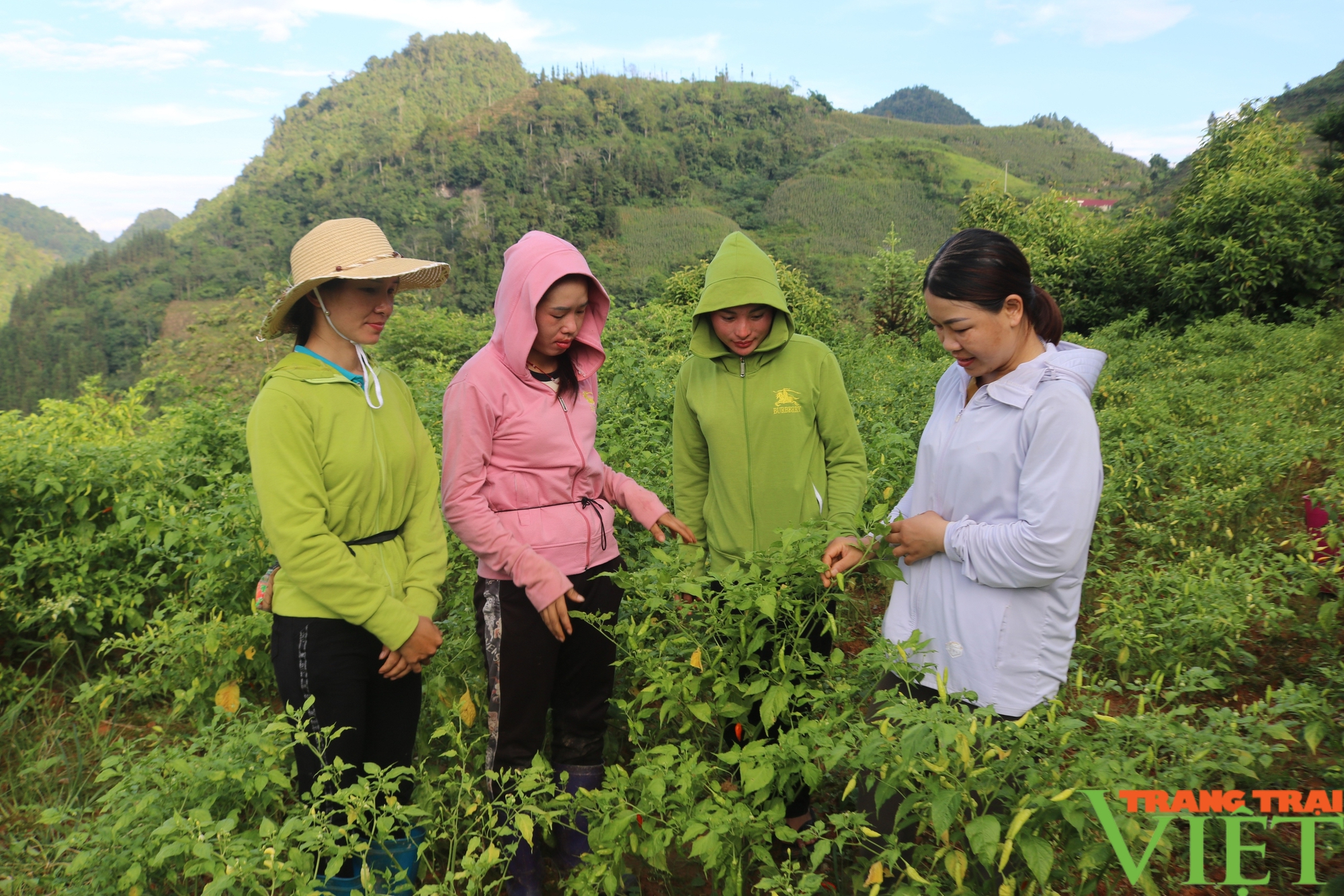 Lào Cai: Đưa thương hiệu ớt bản địa Mường Khương vươn xa- Ảnh 3.