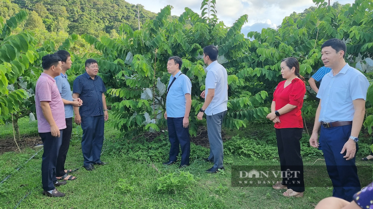 Hiệu quả từ chương trình phối hợp giữa Hội Nông dân 2 tỉnh Sơn La và Hưng Yên- Ảnh 1.