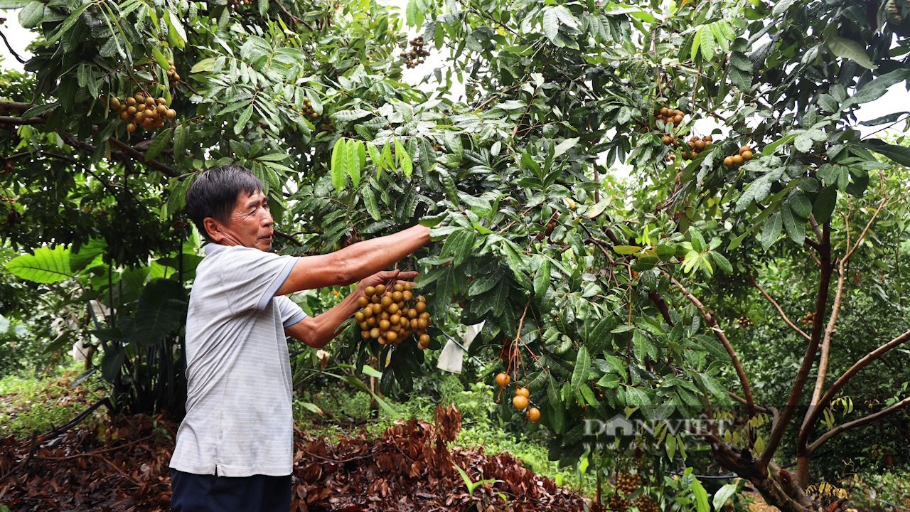 Hiệu quả từ chương trình phối hợp giữa Hội Nông dân 2 tỉnh Sơn La và Hưng Yên- Ảnh 3.