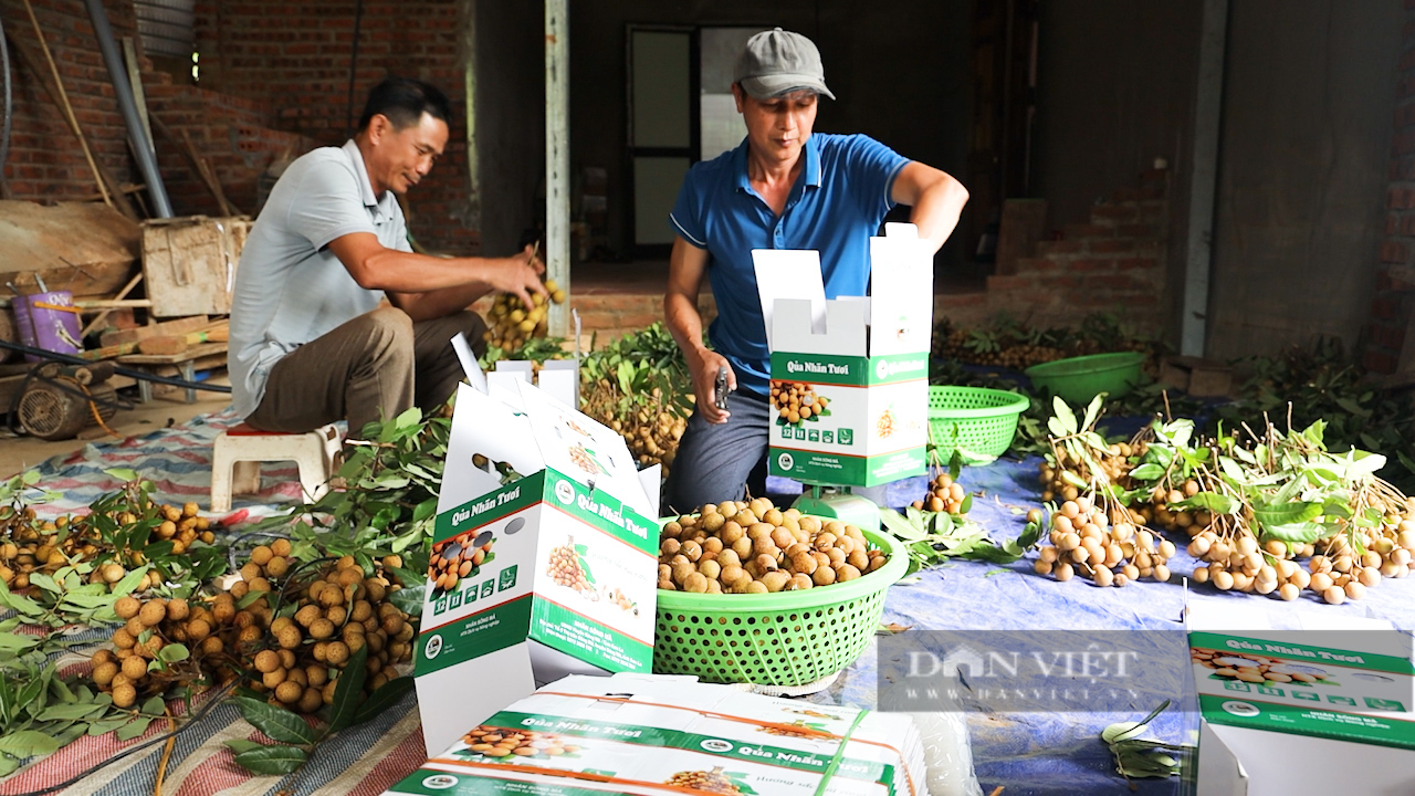 Hiệu quả từ chương trình phối hợp giữa Hội Nông dân 2 tỉnh Sơn La và Hưng Yên- Ảnh 4.