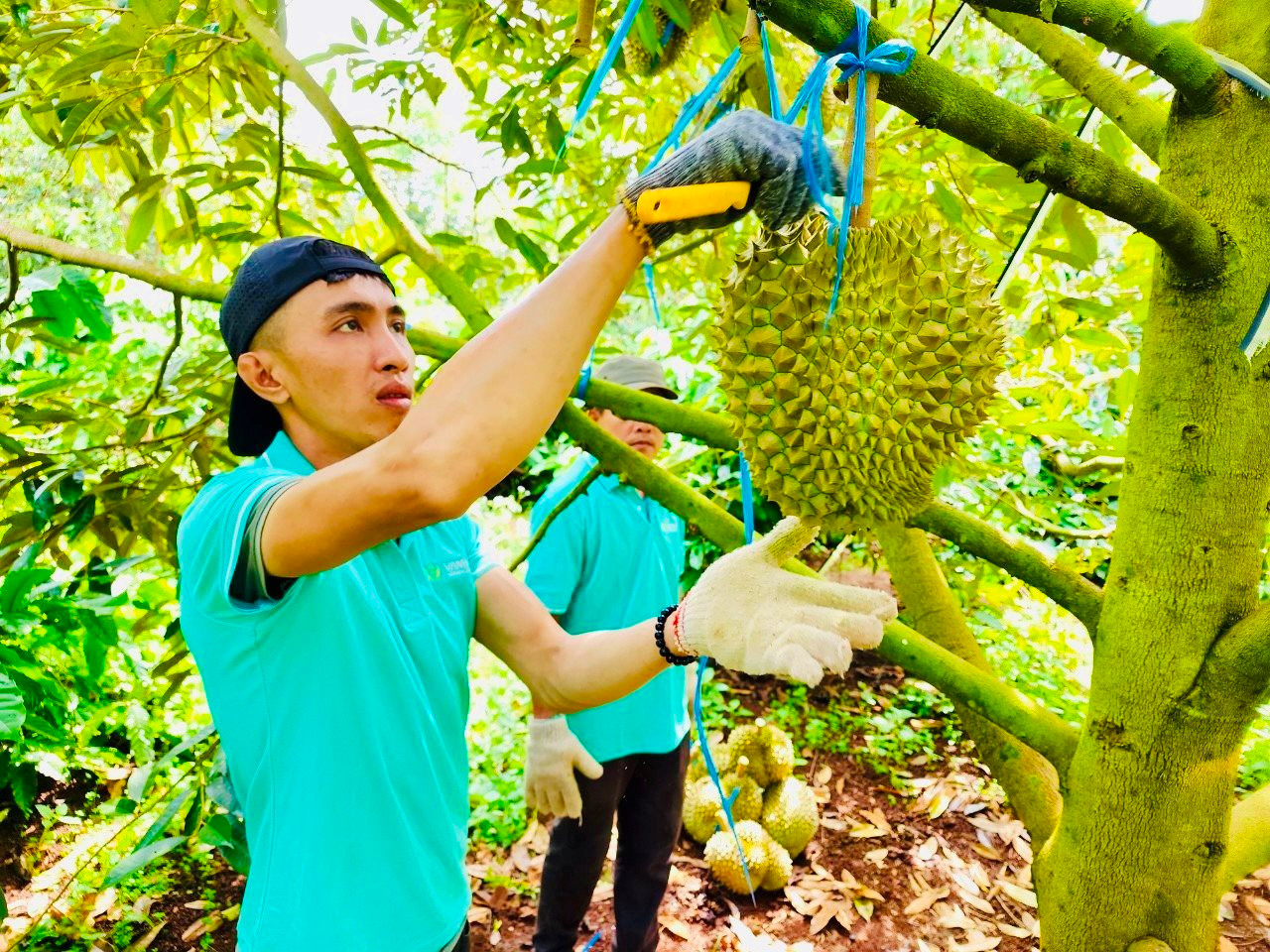 Tăng trưởng “nóng” về diện tích, sản lượng sầu riêng tiềm ẩn nhiều rủi ro- Ảnh 3.