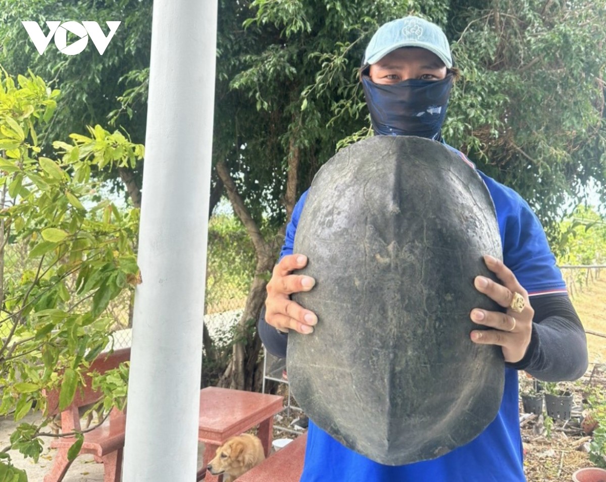 Mò trúng một con động vật hoang dã hay rụt đầu dưới sông Vàm Cỏ ở Tiền Giang, có trong sách Đỏ- Ảnh 2.