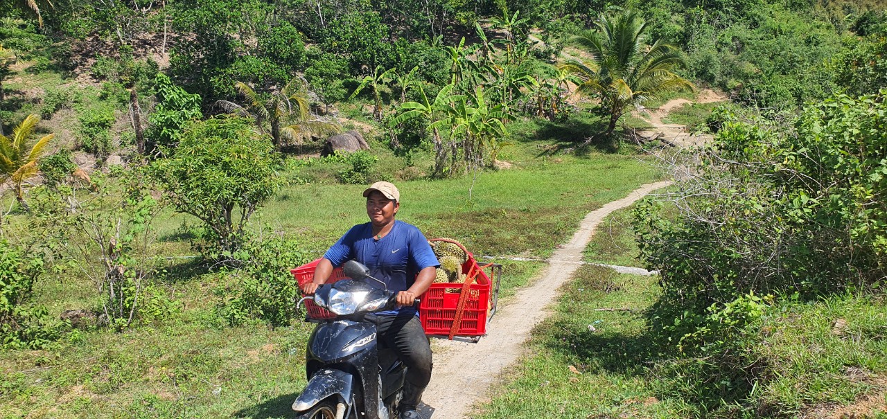 Dân vùng trồng "cây tiền tỷ" ở Khánh Hòa 10 người vui, 9 người trúng vì giá sầu riêng tăng vọt- Ảnh 4.