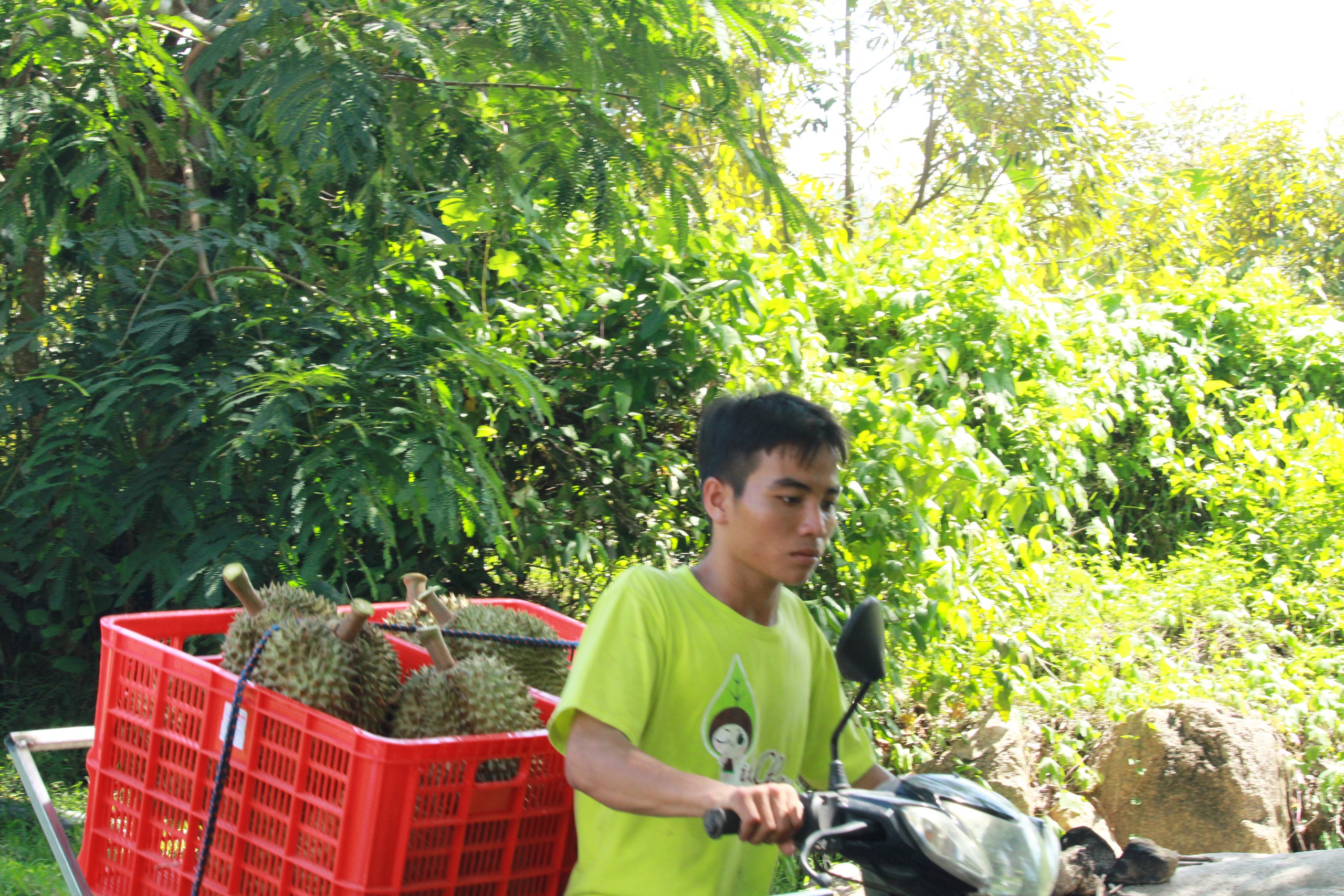 Dân vùng trồng "cây tiền tỷ" ở Khánh Hòa 10 người vui, 9 người trúng vì giá sầu riêng tăng vọt- Ảnh 2.