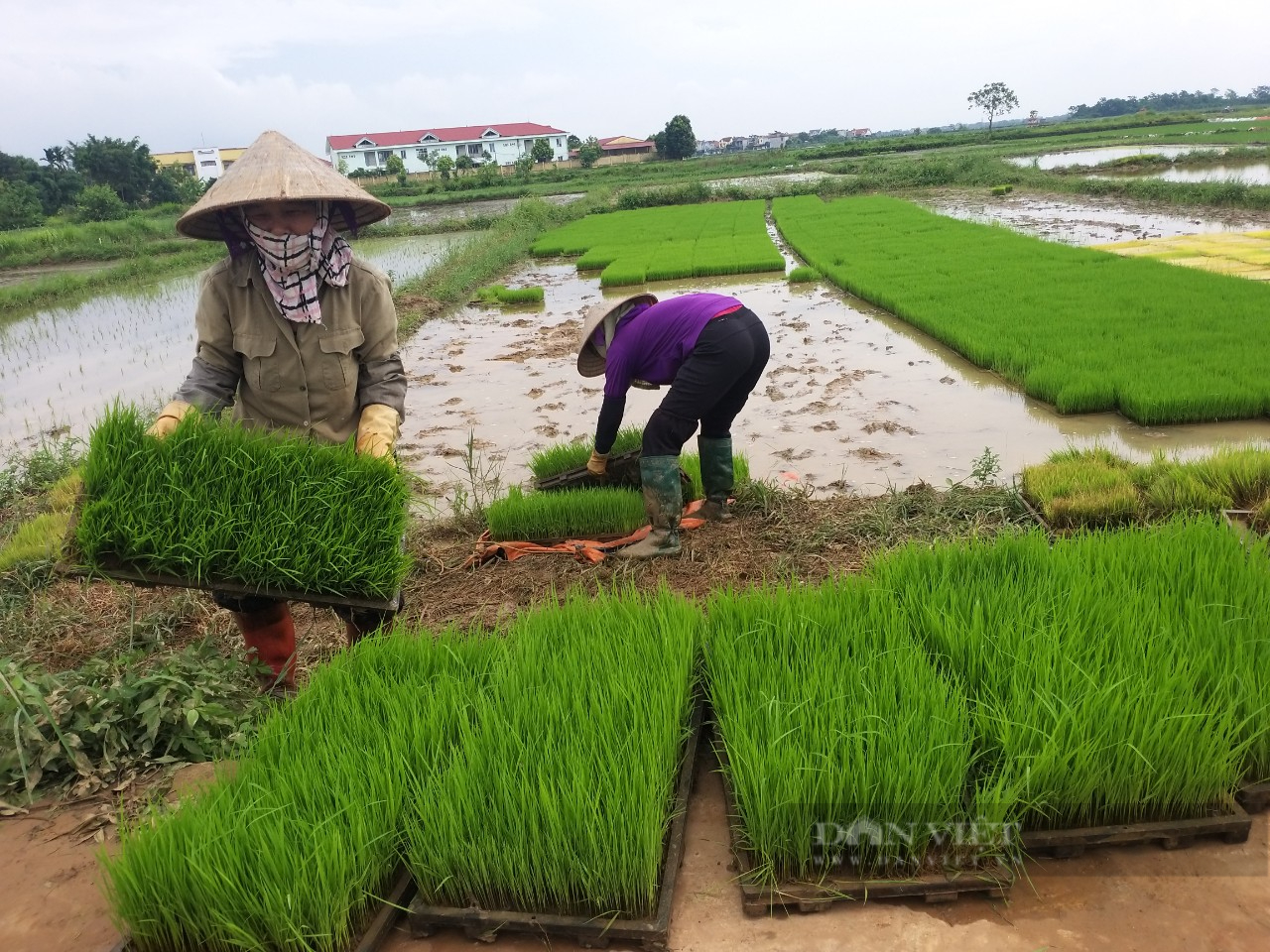 Hội viên, nông dân hiến kế tháo gỡ khó khăn chuyển đổi số nông nghiệp- Ảnh 2.