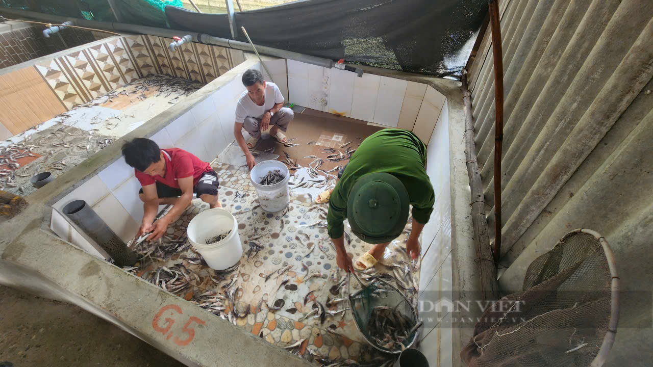 Lai Châu: Lực lượng chức năng vào cuộc điều tra vụ 11 tấn cá tầm chết bất thường, nghi nhiễm chất tẩy rửa - Ảnh 2.