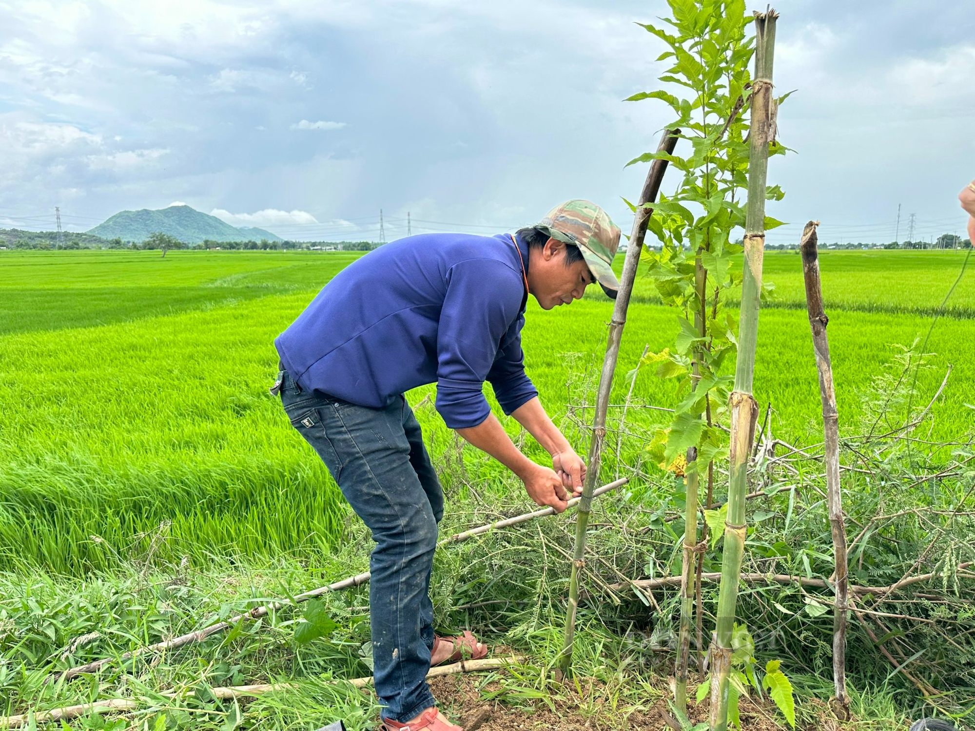 Một xã ở Bình Thuận trồng hoa, trồng cây cảnh ở tuyến đường hoa nông dân, chả mấy mà đẹp như phim- Ảnh 1.