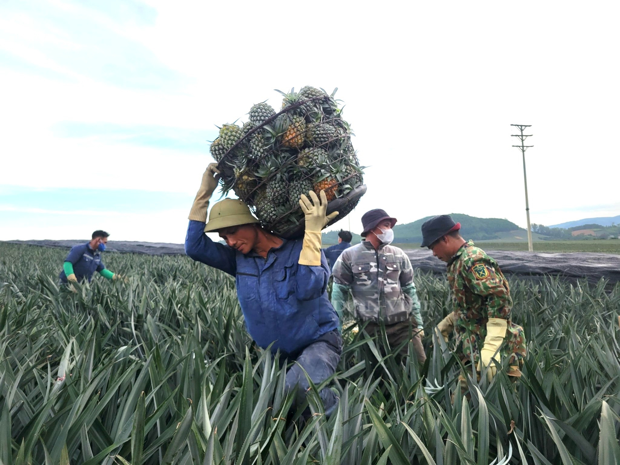 Nông dân Thanh Hóa “đội nắng” thu hoạch thứ cây toàn gai, cả năm chỉ ra một quả kiếm 500 nghìn đồng/ngày- Ảnh 2.