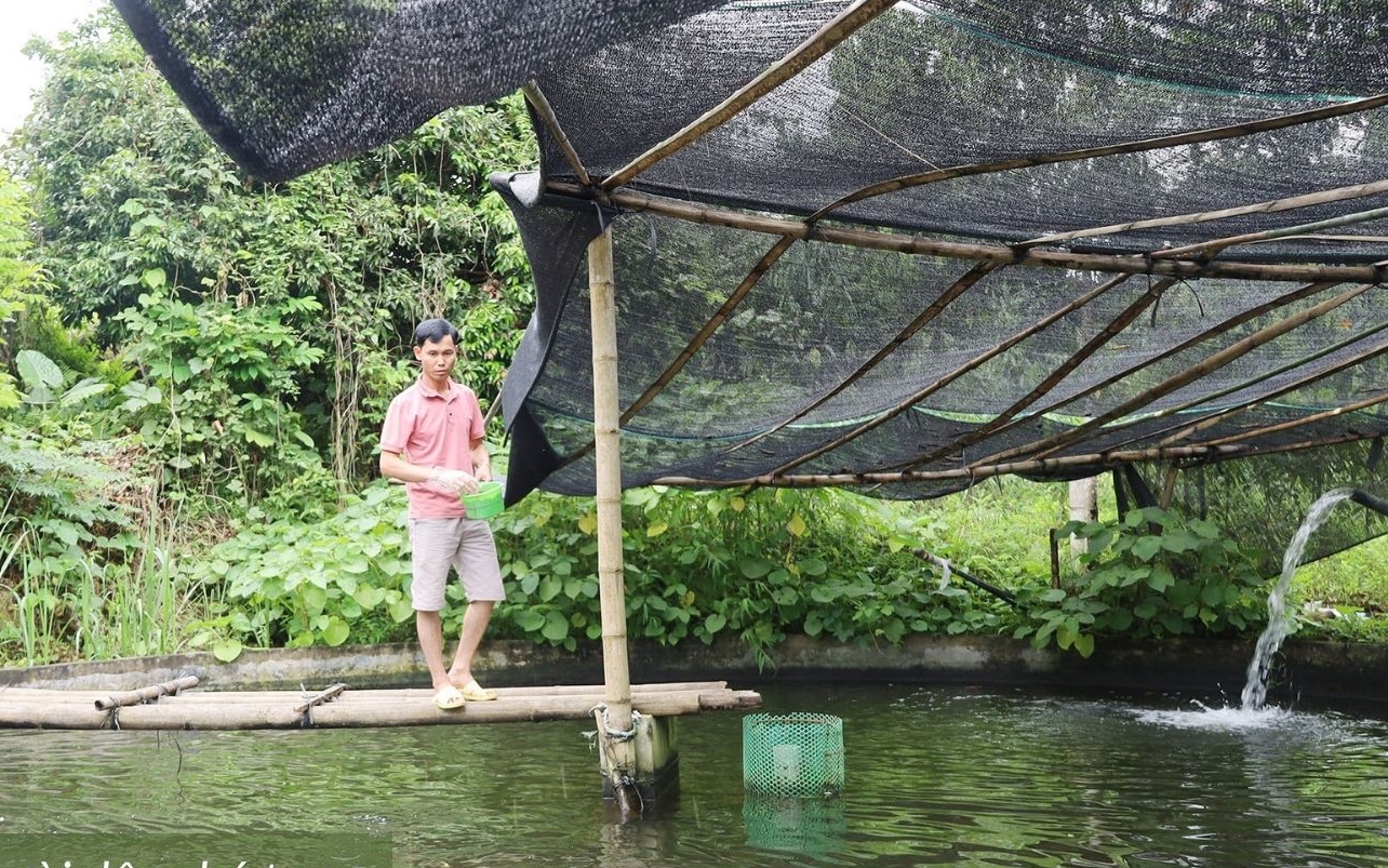 Nuôi cua biển trên cạn ở Cà Mau, lọc nước tuần hoàn kiểu gì mà con nào cũng to bự thế này?- Ảnh 1.