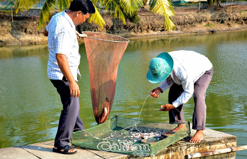 Một câu lạc bộ ở tỉnh Cà Mau, tập hợp 12 thành viên toàn là những nông dân tỷ phú- Ảnh 2.