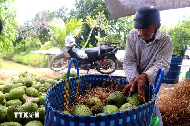 Vô vườn một xã ở Cần Thơ thấy cây đặc sản treo la liệt trái to bự, nghe tên đã thấy thèm lắm rồi- Ảnh 3.