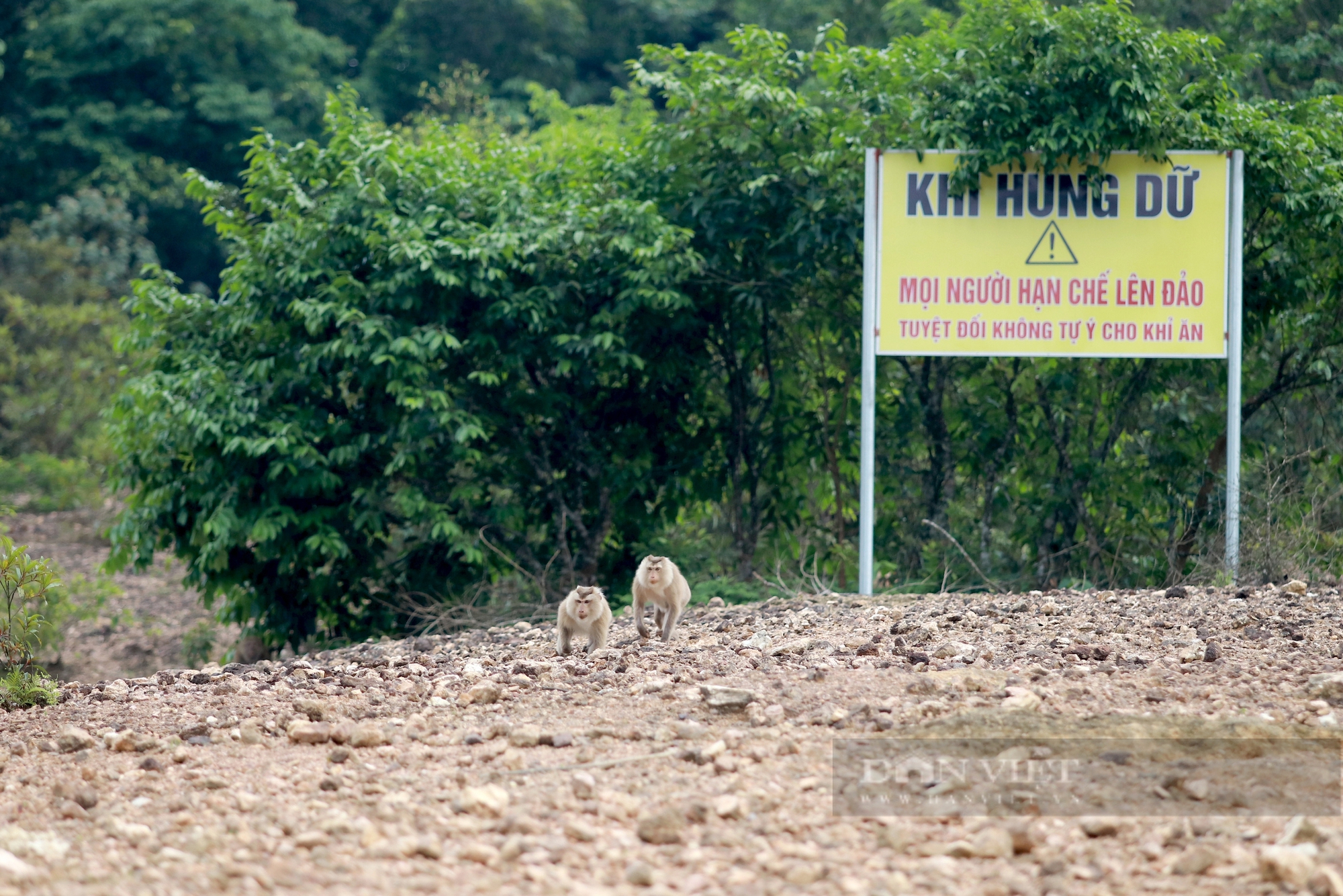 Một đàn động vật hoang dã quý hiếm vui vẻ trên đảo Cô Đơn giữa lòng hồ bát ngát ở Hà Tĩnh- Ảnh 12.