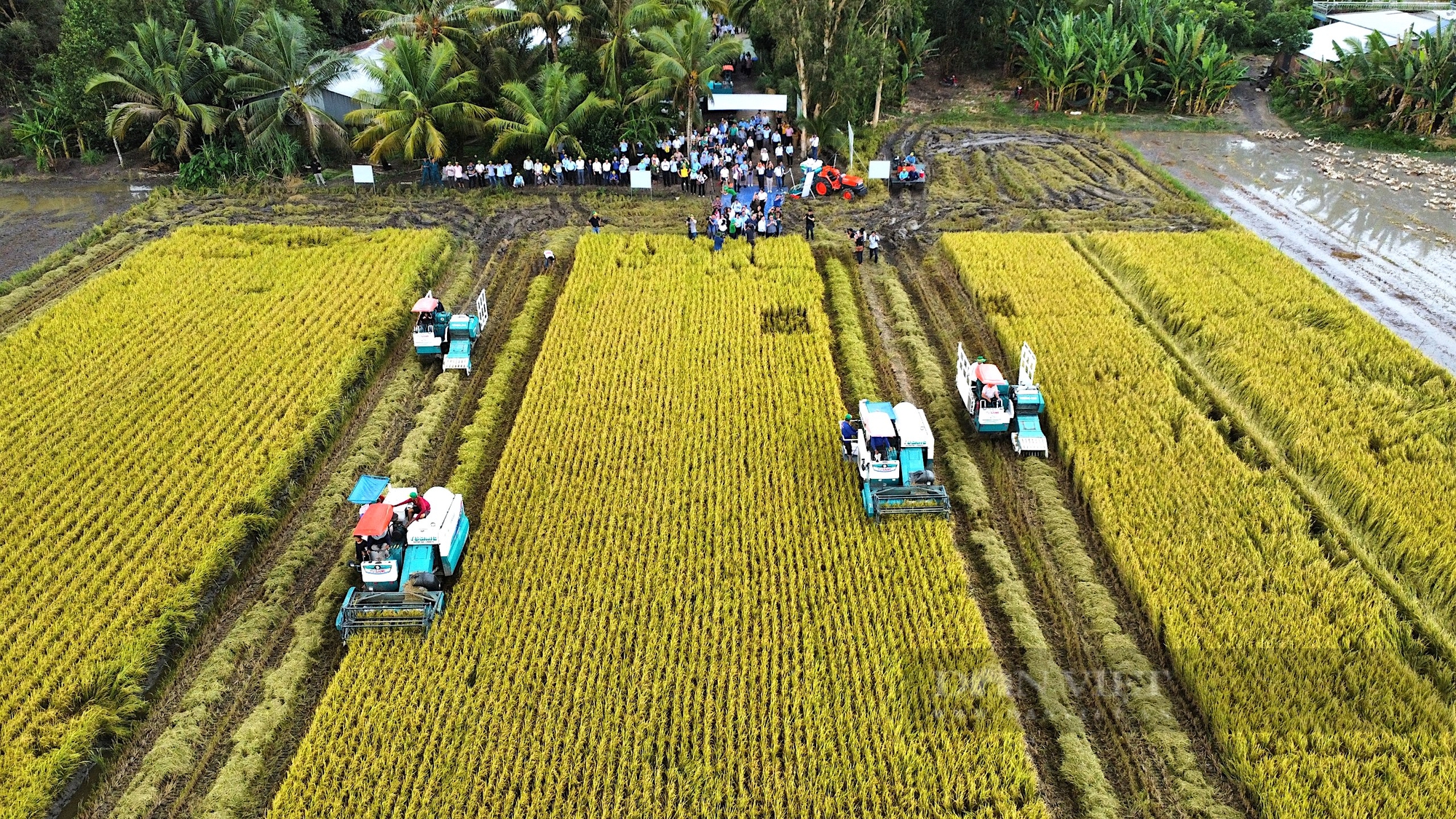 Lần đầu tiên thu hoạch lúa giảm phát thải ở Cần Thơ: Đông người đến xem, doanh nghiệp, nông dân Philippines cũng sang học hỏi- Ảnh 2.