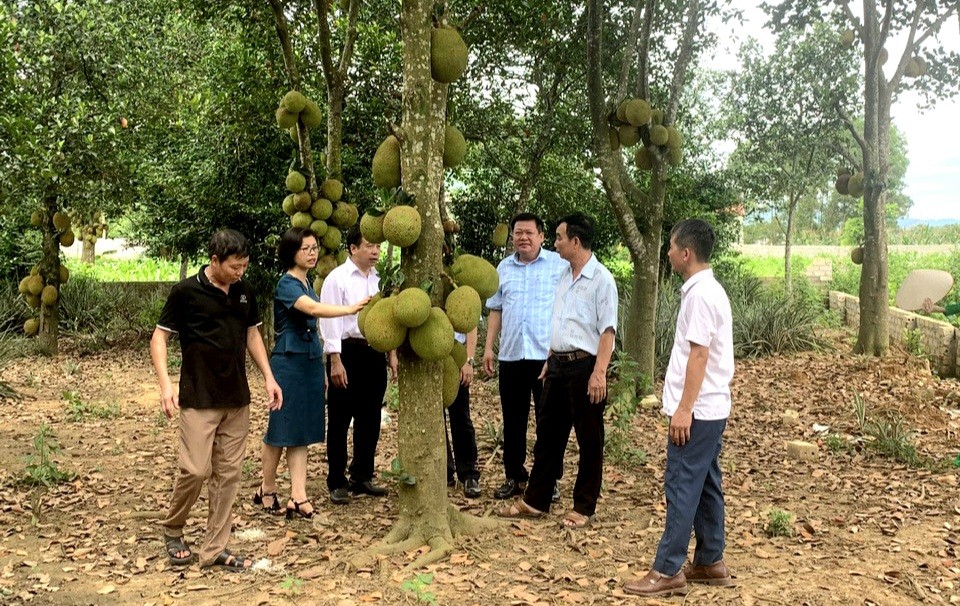 Hà Nội có một loại quả đặc sản, mùi thơm nức, giá trị 280 tỷ đồng/năm, được trồng nhiều nhất ở Sơn Tây, Phúc Thọ- Ảnh 1.