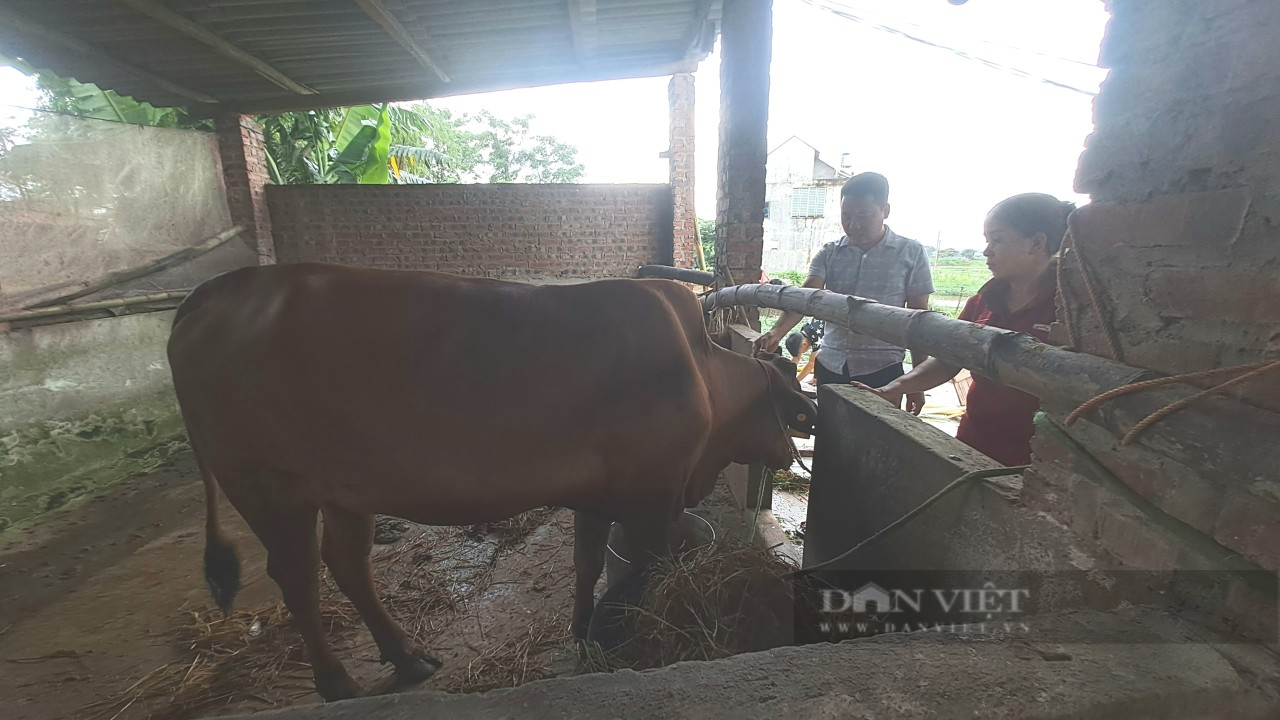 Thái Nguyên: Hỗ trợ bà con trồng trám đen, nuôi bò sinh sản, nhiều hộ ở huyện Phú Bình vươn lên thoát nghèo- Ảnh 3.