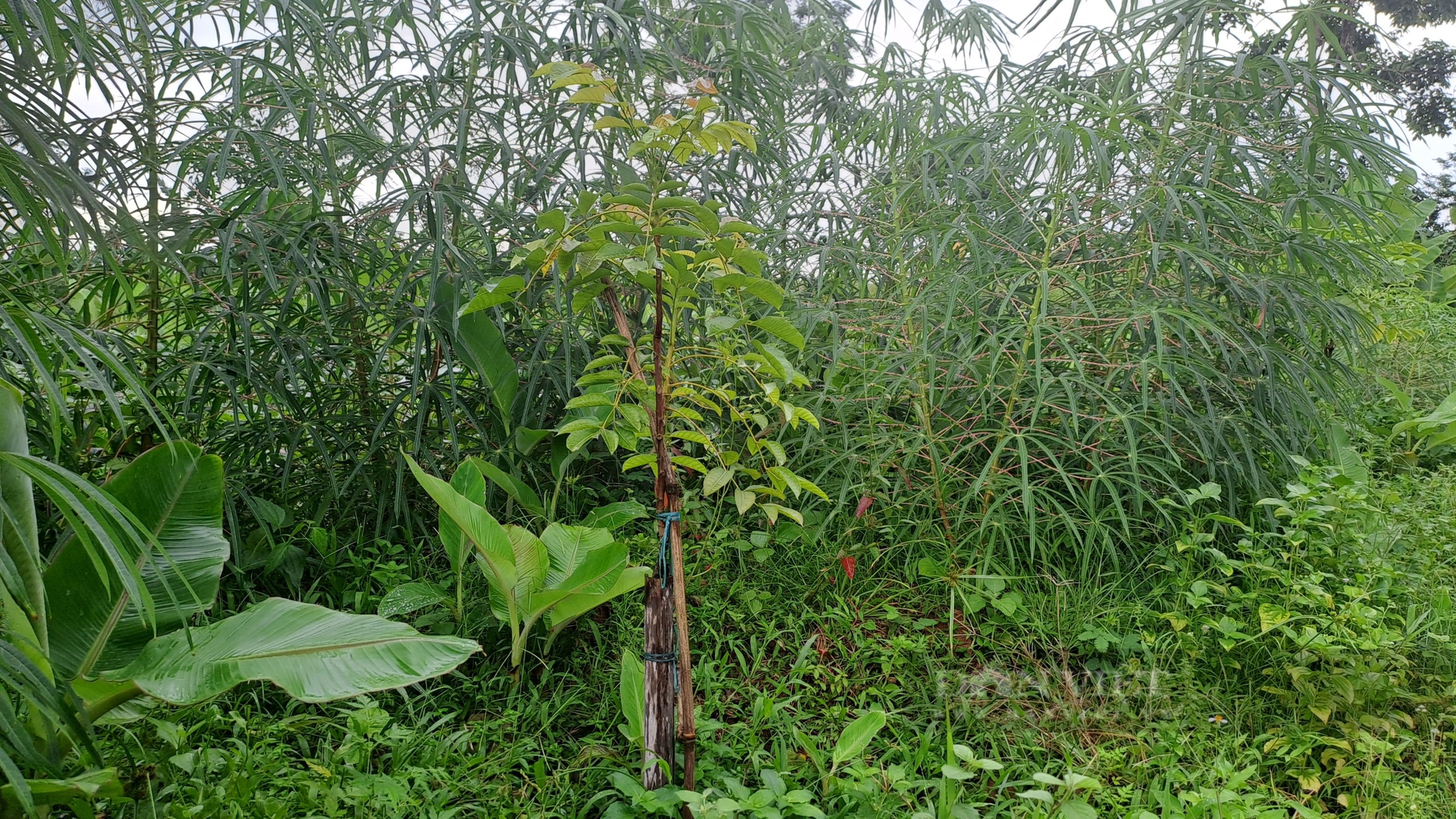 Thái Nguyên: Hỗ trợ bà con trồng trám đen, nuôi bò sinh sản, nhiều hộ ở huyện Phú Bình vươn lên thoát nghèo- Ảnh 2.