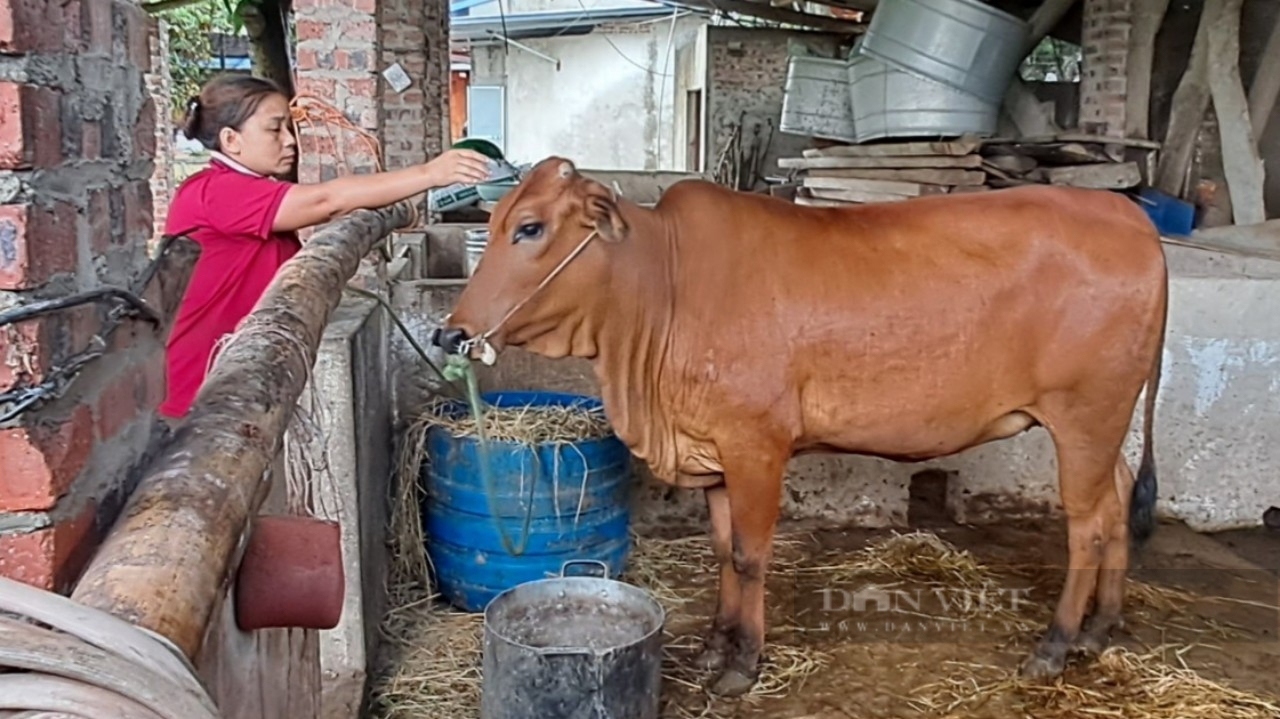 Thái Nguyên: Hỗ trợ bà con trồng trám đen, nuôi bò sinh sản, nhiều hộ ở huyện Phú Bình vươn lên thoát nghèo- Ảnh 4.