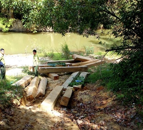 Hơn 5.000 ha rừng tự nhiên bị người dân lấn chiếm làm đất sản xuất nông nghiệp ở Đắk Lắk- Ảnh 2.