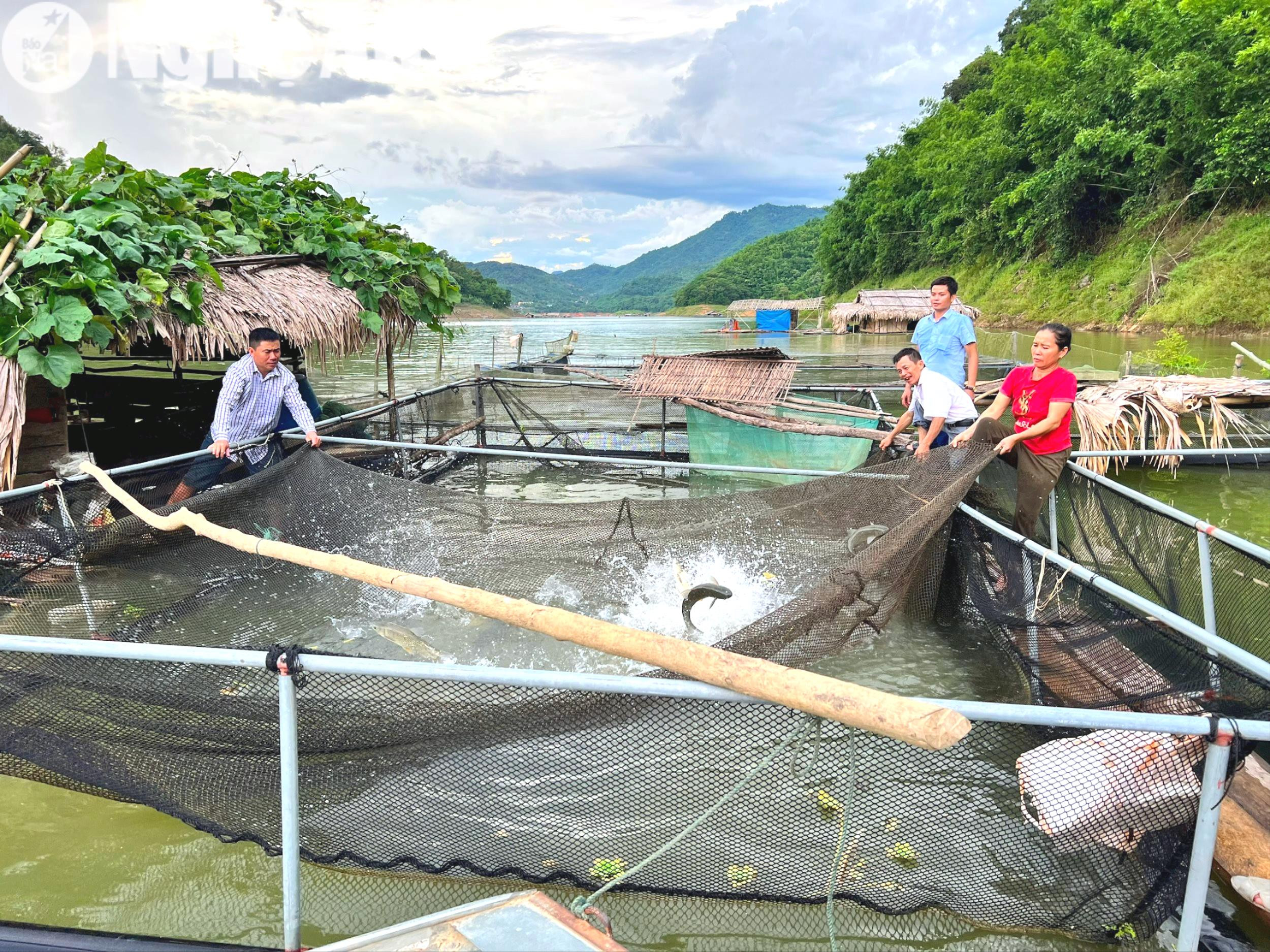 Tham gia chi, tổ hội nông dân nghề nghiệp, nông dân huyện miền núi của Nghệ An thấy sản xuất hiệu quả hơn- Ảnh 3.