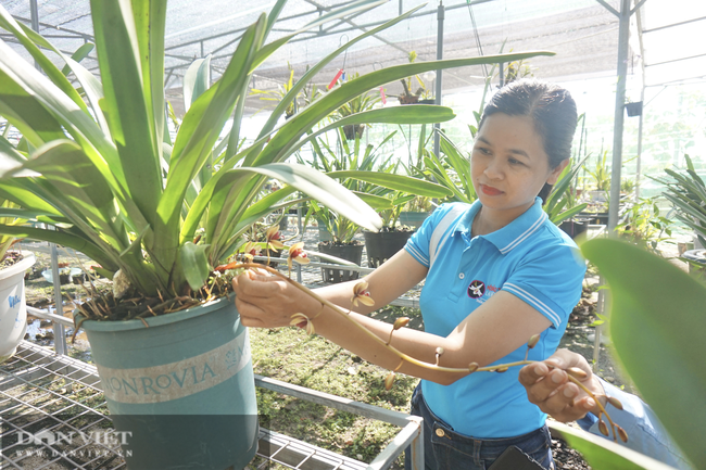 Ứng dụng công nghệ vào sản xuất tạo hiệu quả mới của nông nghiệp đô thị Đà Nẵng- Ảnh 1.