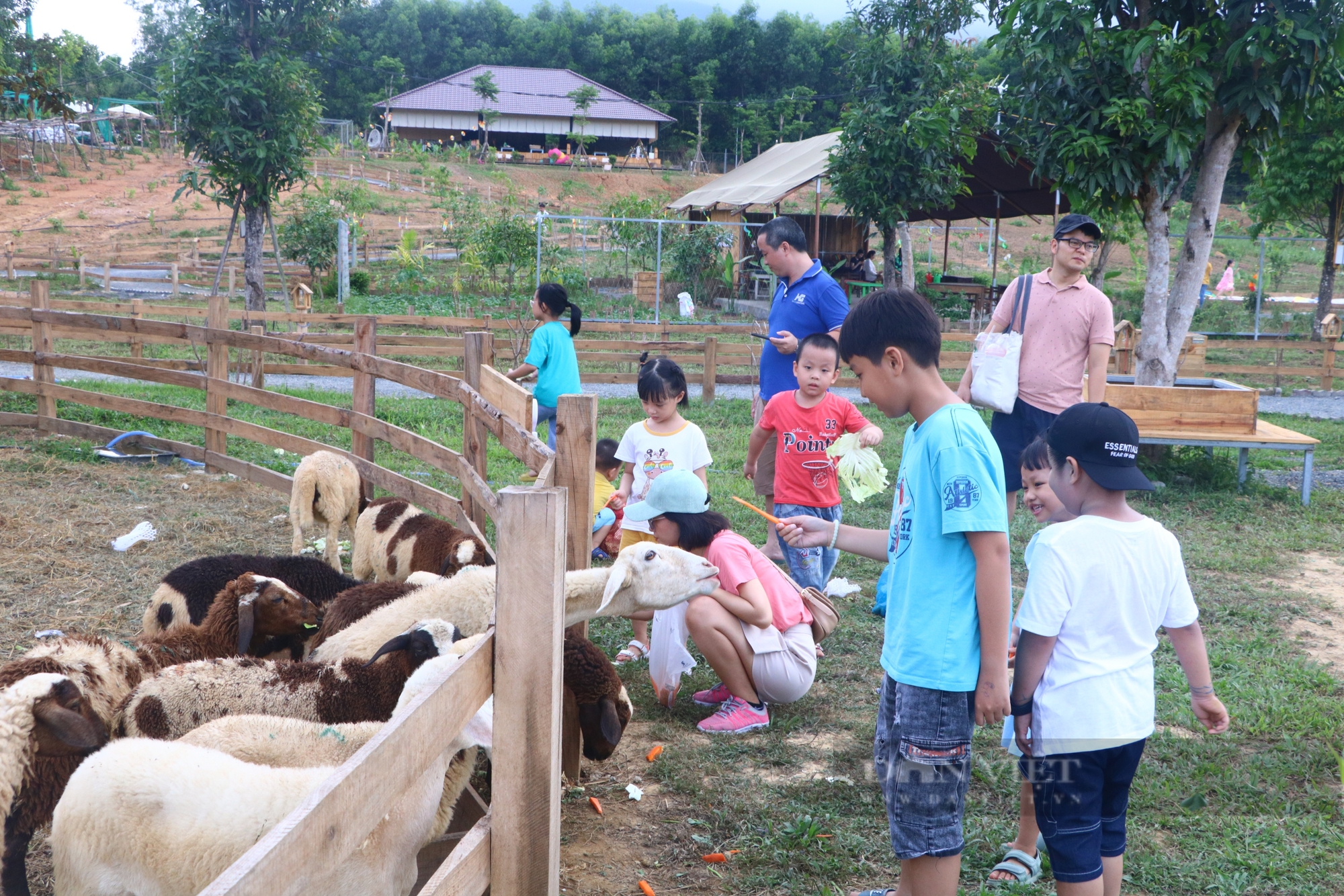 Ứng dụng công nghệ vào sản xuất tạo hiệu quả mới của nông nghiệp đô thị Đà Nẵng- Ảnh 5.