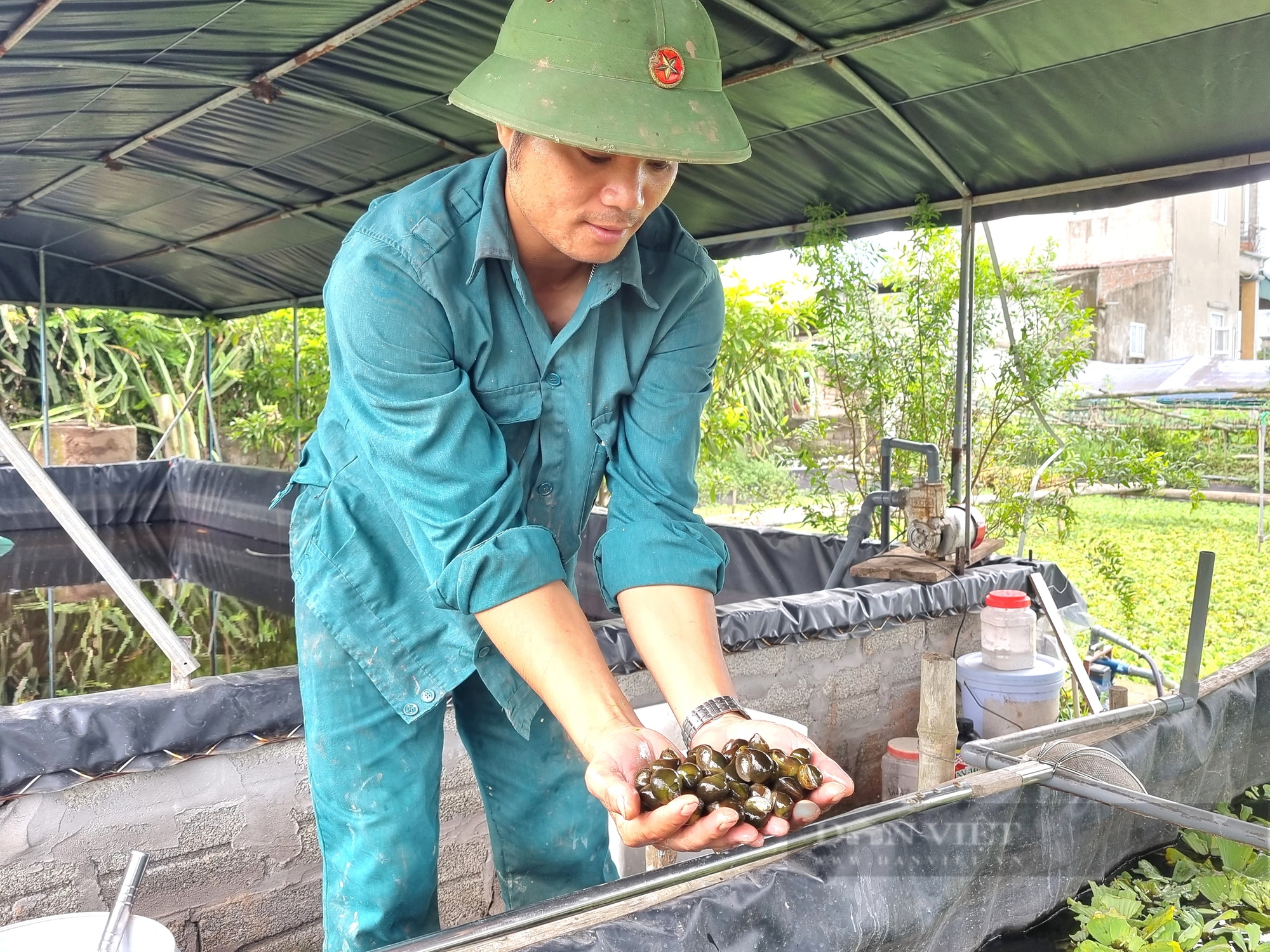 Bỏ việc với lương gần 20 triệu/tháng, 9X Ninh Bình về quê nuôi ốc nhồi lãi gần 400 triệu/năm- Ảnh 2.