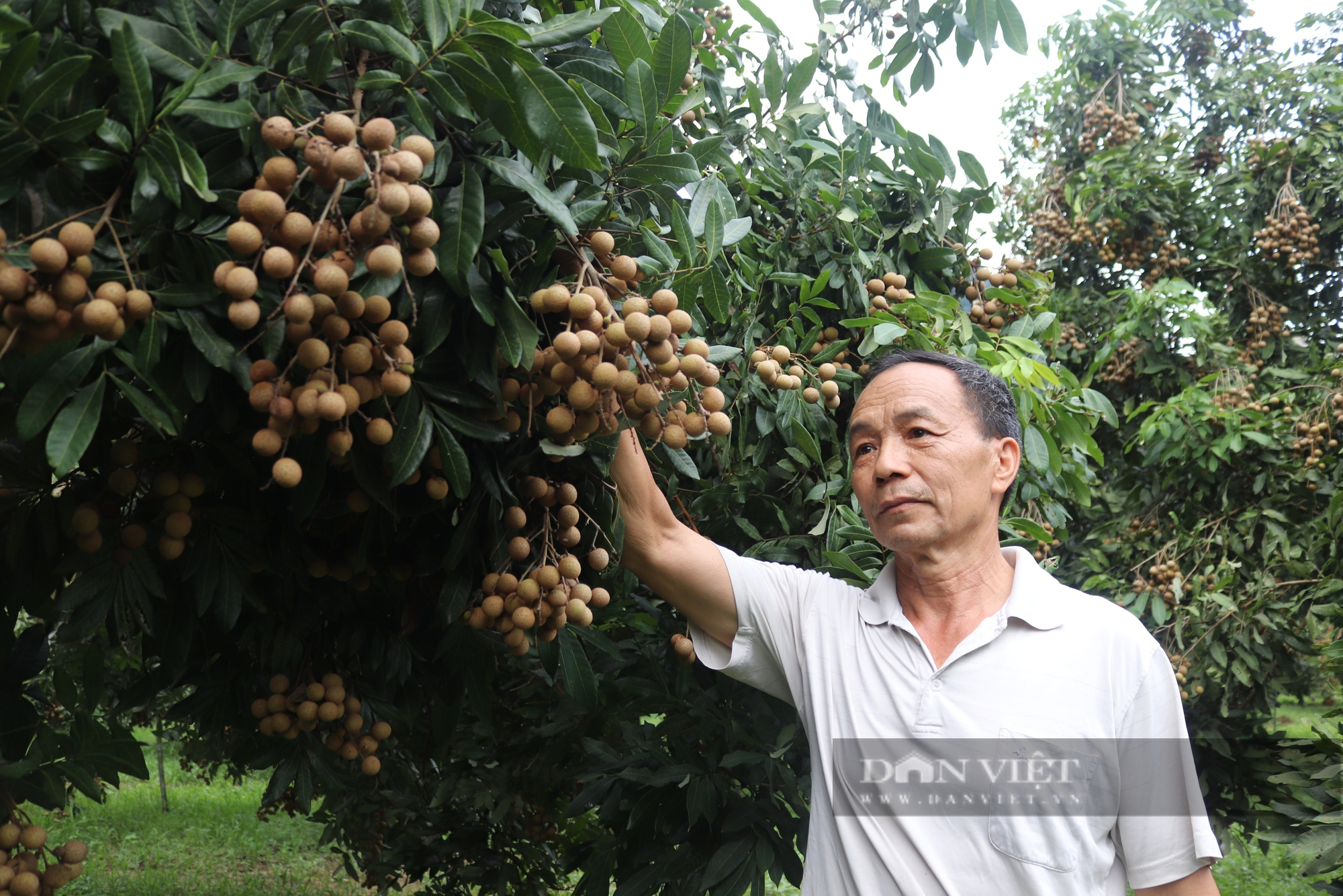 Người gây dựng thương hiệu nhãn Xuân Thủy ở Hòa Bình- Ảnh 5.