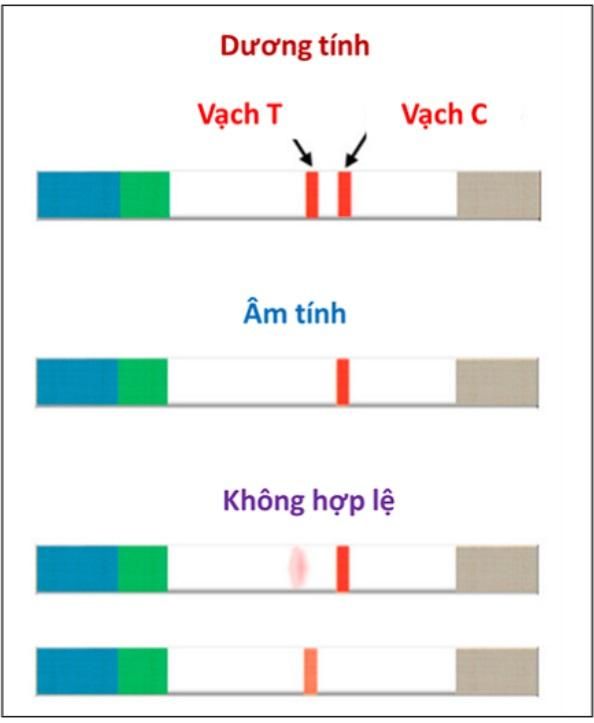 Sáng chế hữu ích điều trị ung thư của các nhà khoa học Việt- Ảnh 2.