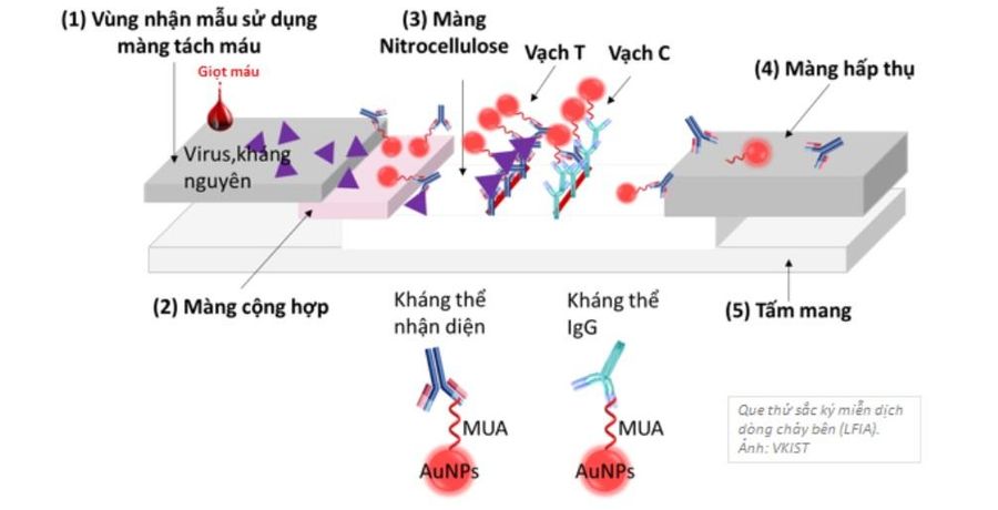 Sáng chế hữu ích điều trị ung thư của các nhà khoa học Việt- Ảnh 1.