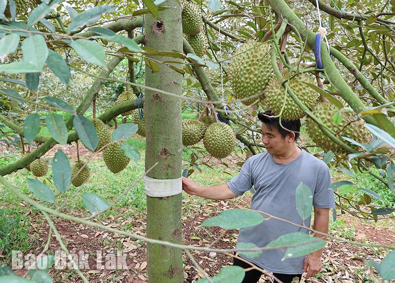 Anh nông dân Đắk Lắk gây bất ngờ với sáng tạo phòng trừ rệp sáp cho vườn sầu riêng, chi phí siêu rẻ- Ảnh 2.