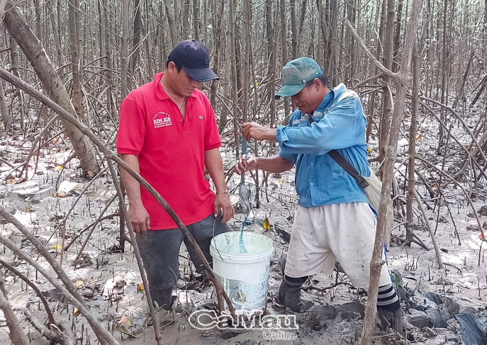 Ở Cà Mau có loài cá tinh ranh, nhanh nhẹn khiến thợ săn phải ủ mưu, nghĩ muôn kế mới tóm cổ được- Ảnh 2.