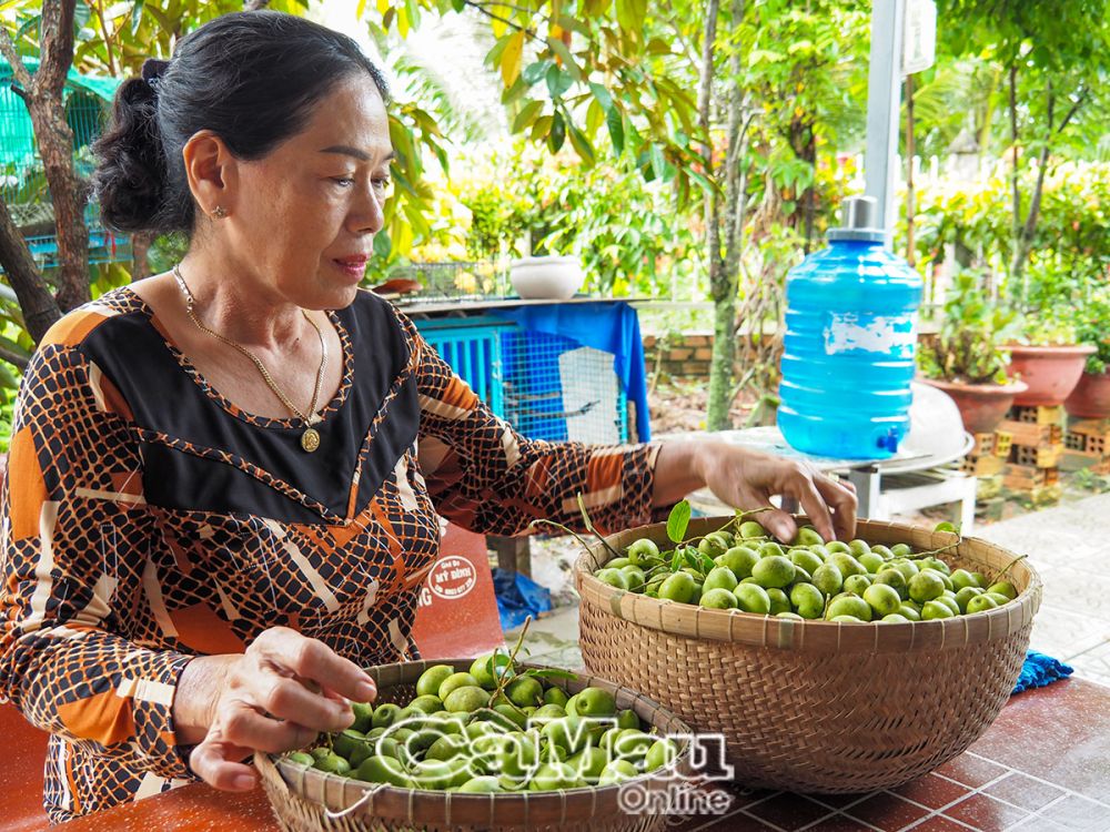 Ở miền Tây có cây cà na chẳng trồng chẳng chăm mà cho bao quả, chỉ nghe tên thôi cũng ứa nước miếng- Ảnh 3.