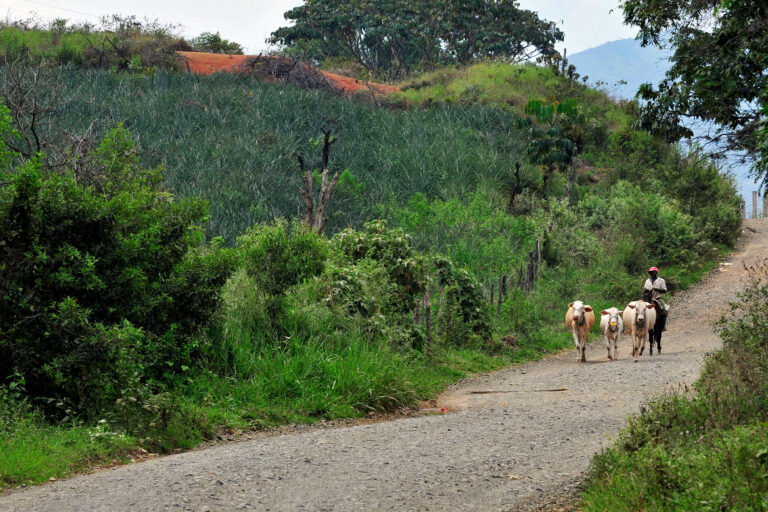 Cây thiêng coca và những hệ lụy tại Colombia - Ảnh 2.