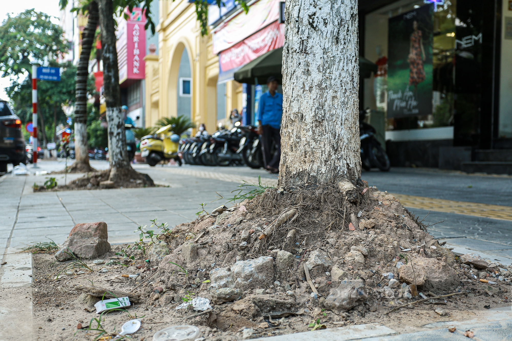 Hà Nội: Cây cổ thụ chết khô, bật gốc tiềm ẩn nguy cơ đổ gãy trong mùa mưa bão - Ảnh 4.