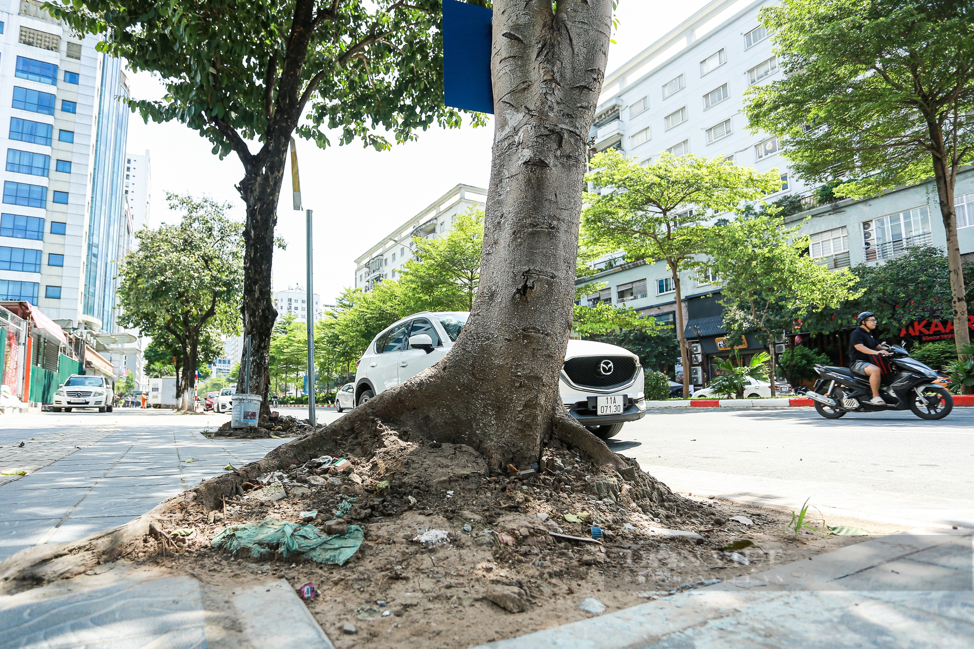 Hà Nội: Cây cổ thụ chết khô, bật gốc tiềm ẩn nguy cơ đổ gãy trong mùa mưa bão - Ảnh 7.