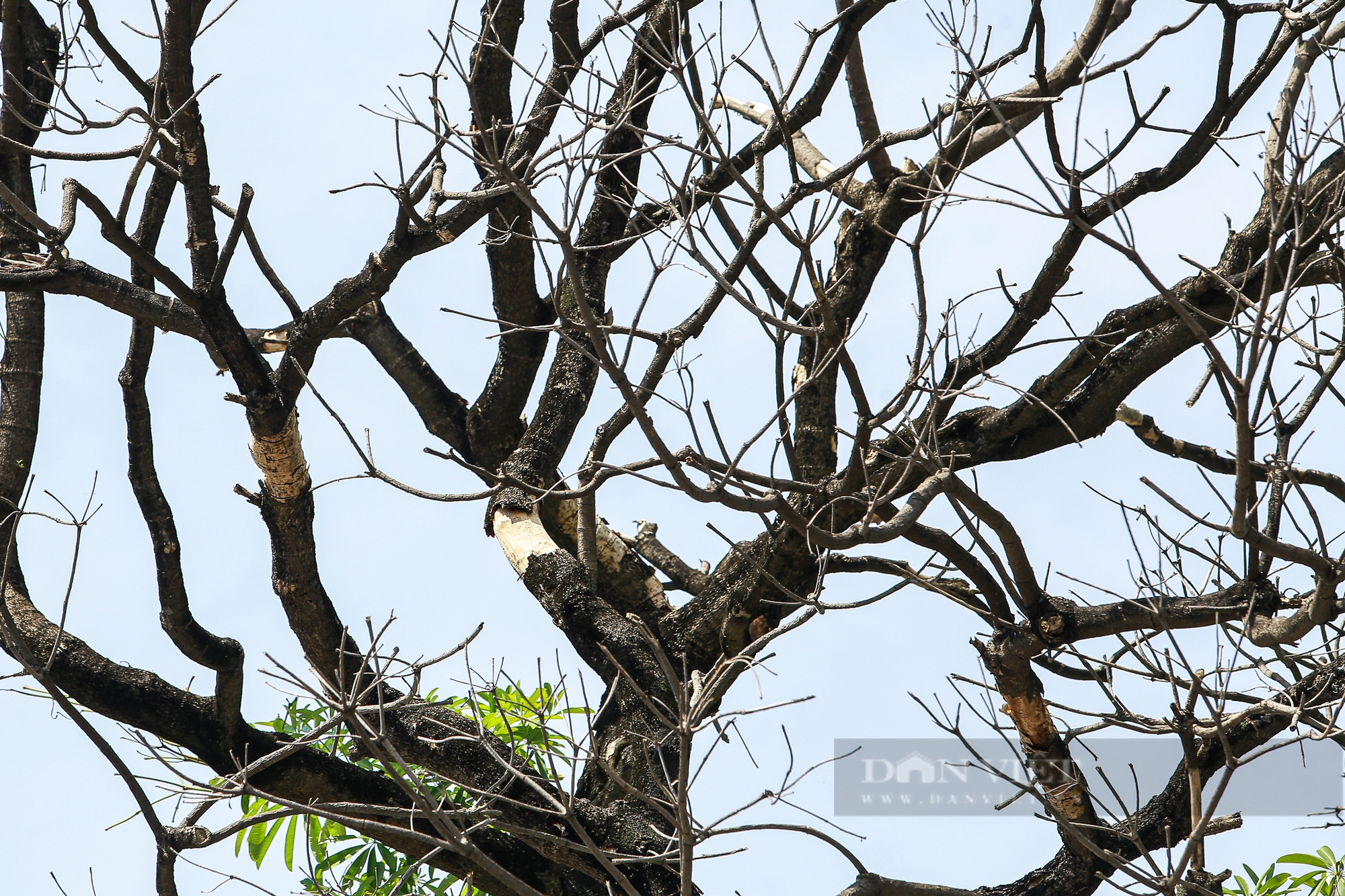 Hà Nội: Cây cổ thụ chết khô, bật gốc tiềm ẩn nguy cơ đổ gãy trong mùa mưa bão - Ảnh 12.