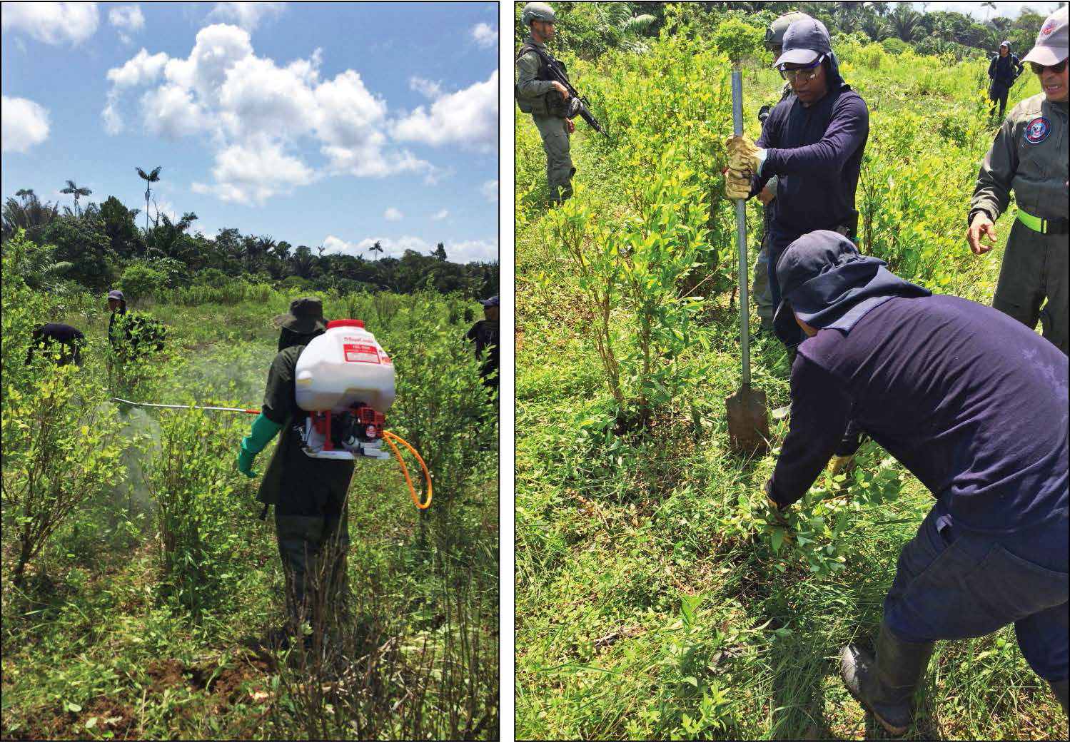 Cây thiêng coca và những hệ lụy tại Colombia - Ảnh 1.