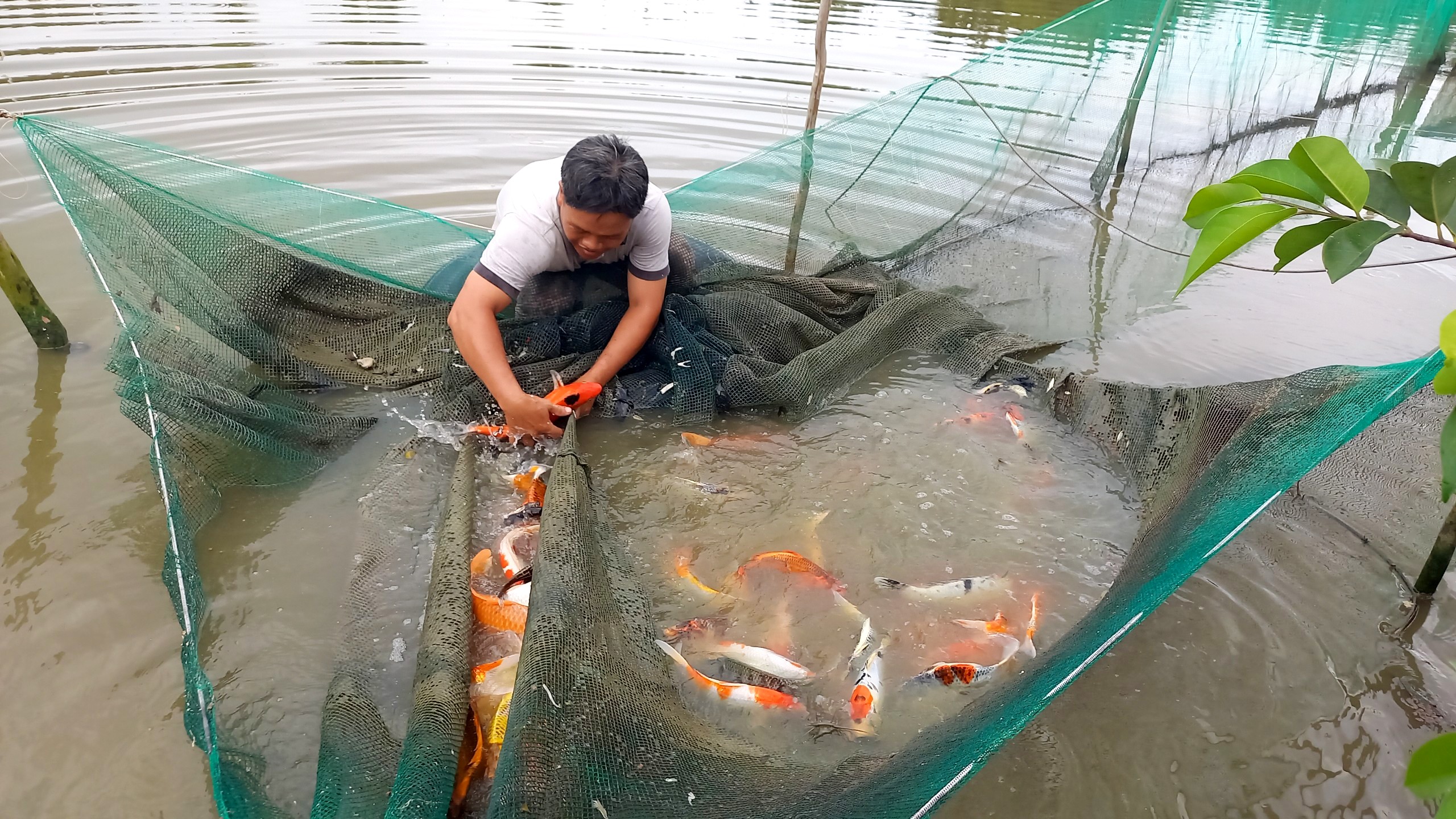 Ngành nghề nông thôn "quay đầu" tiếp sức phát triển nông nghiệp đô thị  - Ảnh 2.