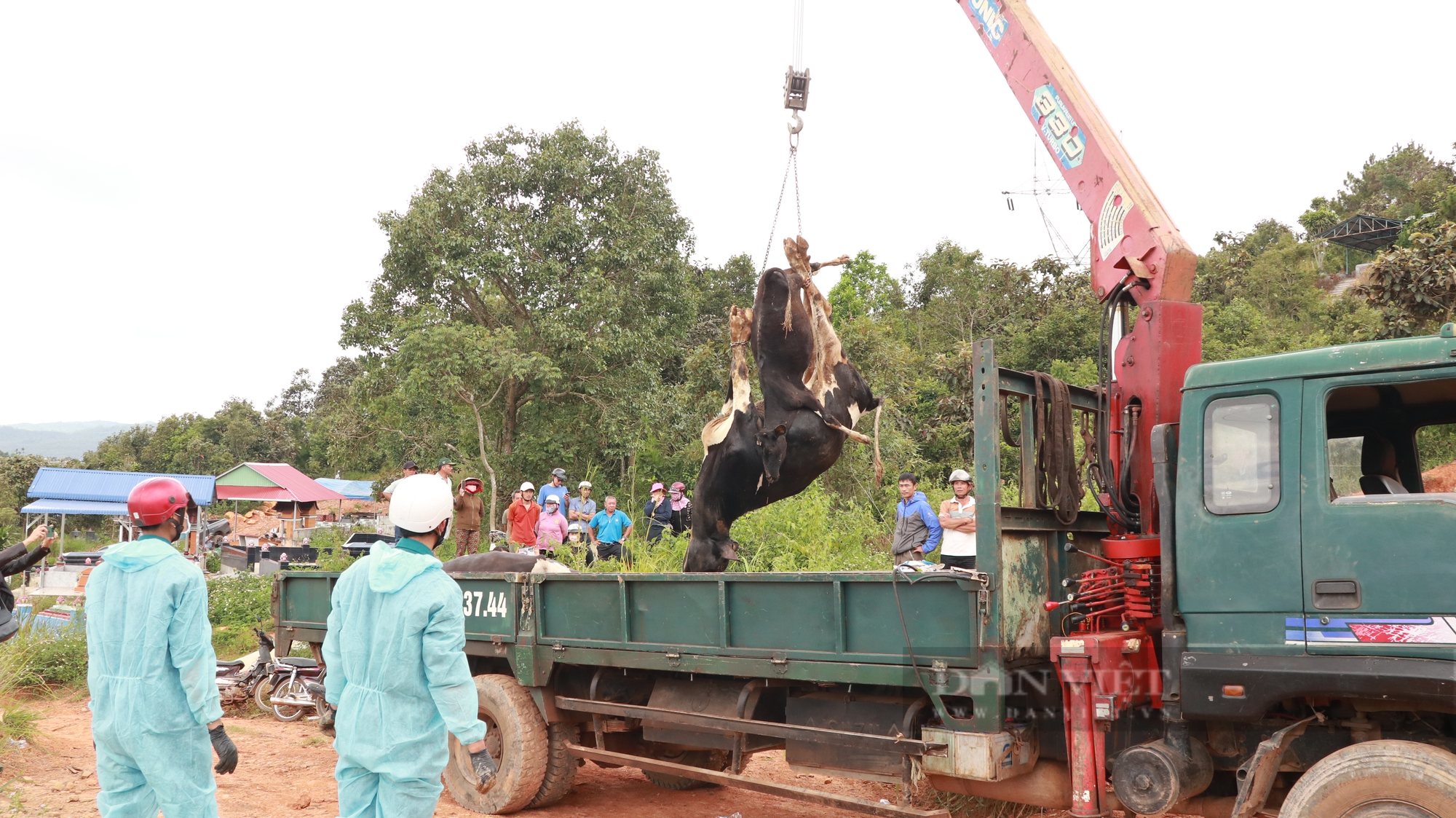 Vụ bò sữa chết bất thường: Xem lại quy trình đấu thầu vắc xin, thêm 1 huyện có bò mắc - Ảnh 2.