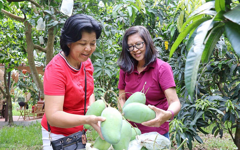 Trồng la liệt rau ăn lá, rau gia vị theo tiêu chuẩn VietGAP, nông dân Bình Phước hưởng lương cao - Ảnh 3.