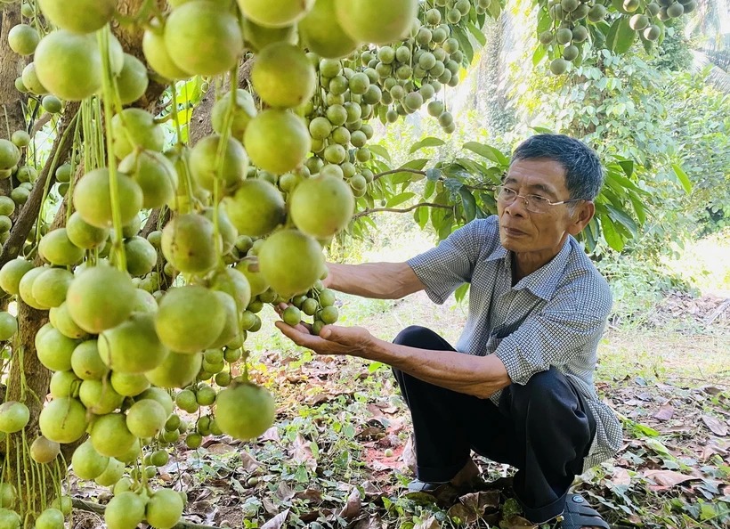 Tỷ phú nông dân ở Bình Định trồng tiêu leo cây dừa, trồng xen canh cây đặc sản, nhận Bằng khen của Thủ tướng - Ảnh 1.