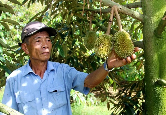 Tỷ phú nông dân ở Bình Định trồng tiêu leo cây dừa, trồng xen canh cây đặc sản, nhận Bằng khen của Thủ tướng - Ảnh 2.