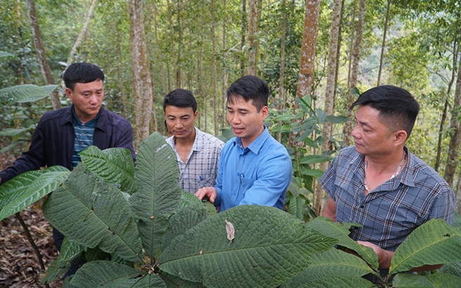 Nuôi cá hô, con động vật sách Đỏ to vật vã trong họ cá chép, dân Kiên Giang bán 200.000 đồng/kg - Ảnh 2.