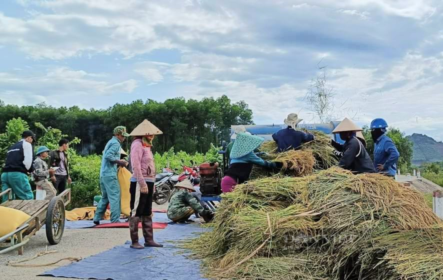 Hội Nông dân ở xã này ra đồng gặt, tuốt lúa mang về nhà cho một nông dân bị ung thư nhập viện - Ảnh 1.